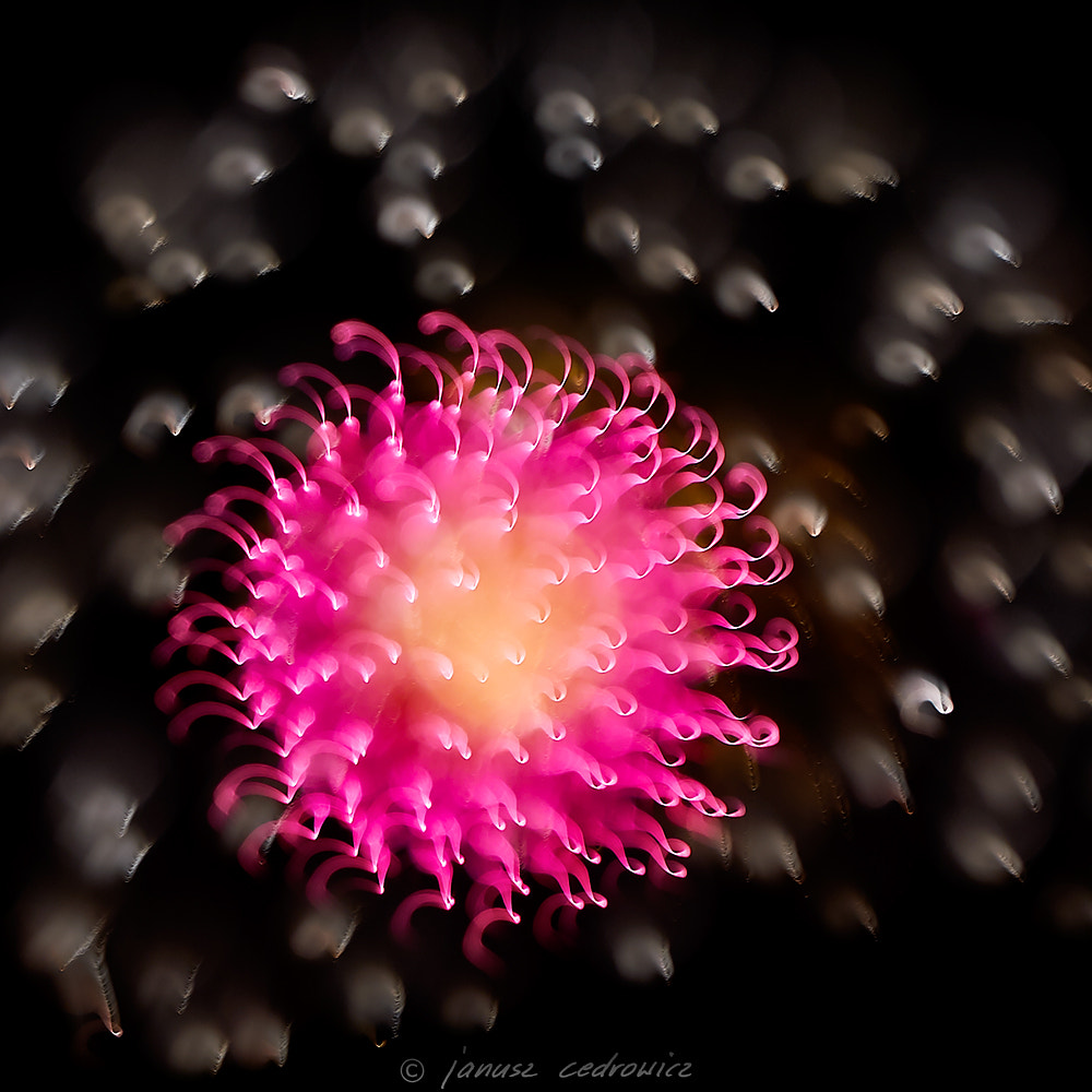Nikon AF-S Nikkor 24-70mm F2.8G ED sample photo. Fireworxx photography