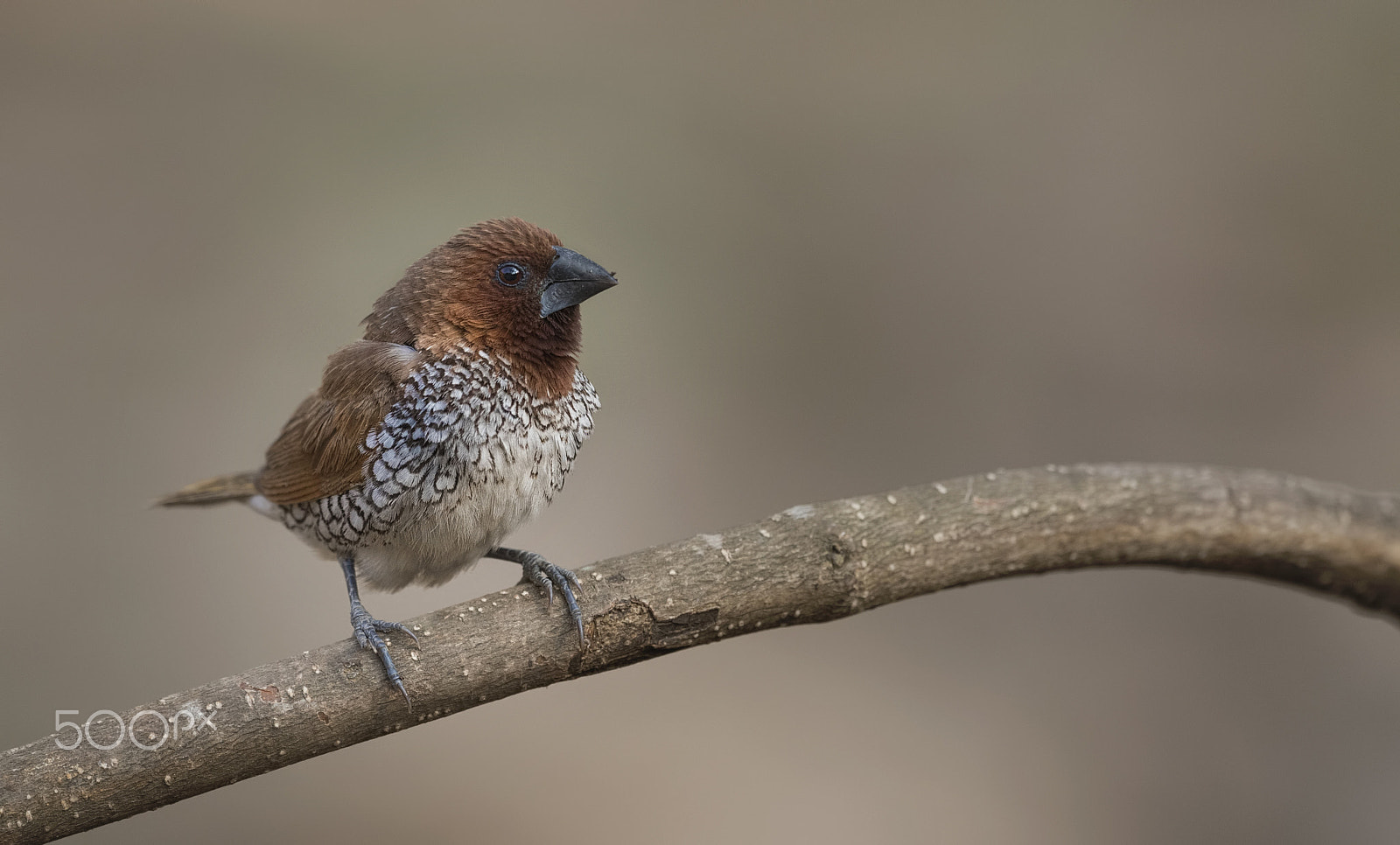 Nikon D750 + Nikon AF-S Nikkor 500mm F4G ED VR sample photo. Scaly-breasted munia photography