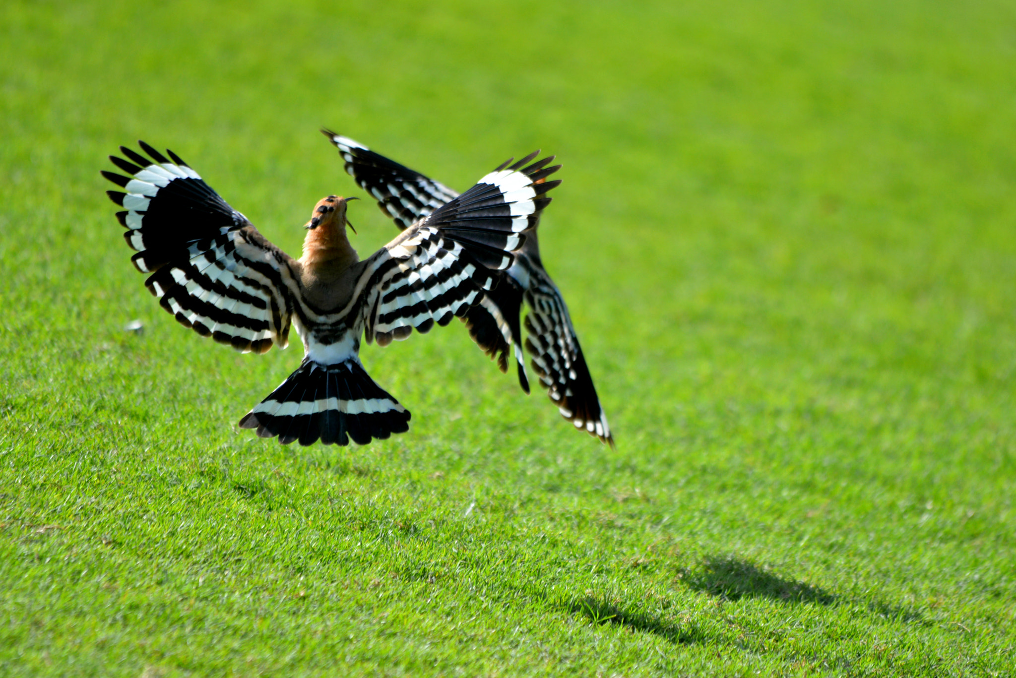 Sigma 150-500mm F5-6.3 DG OS HSM sample photo. Hooper's fight photography