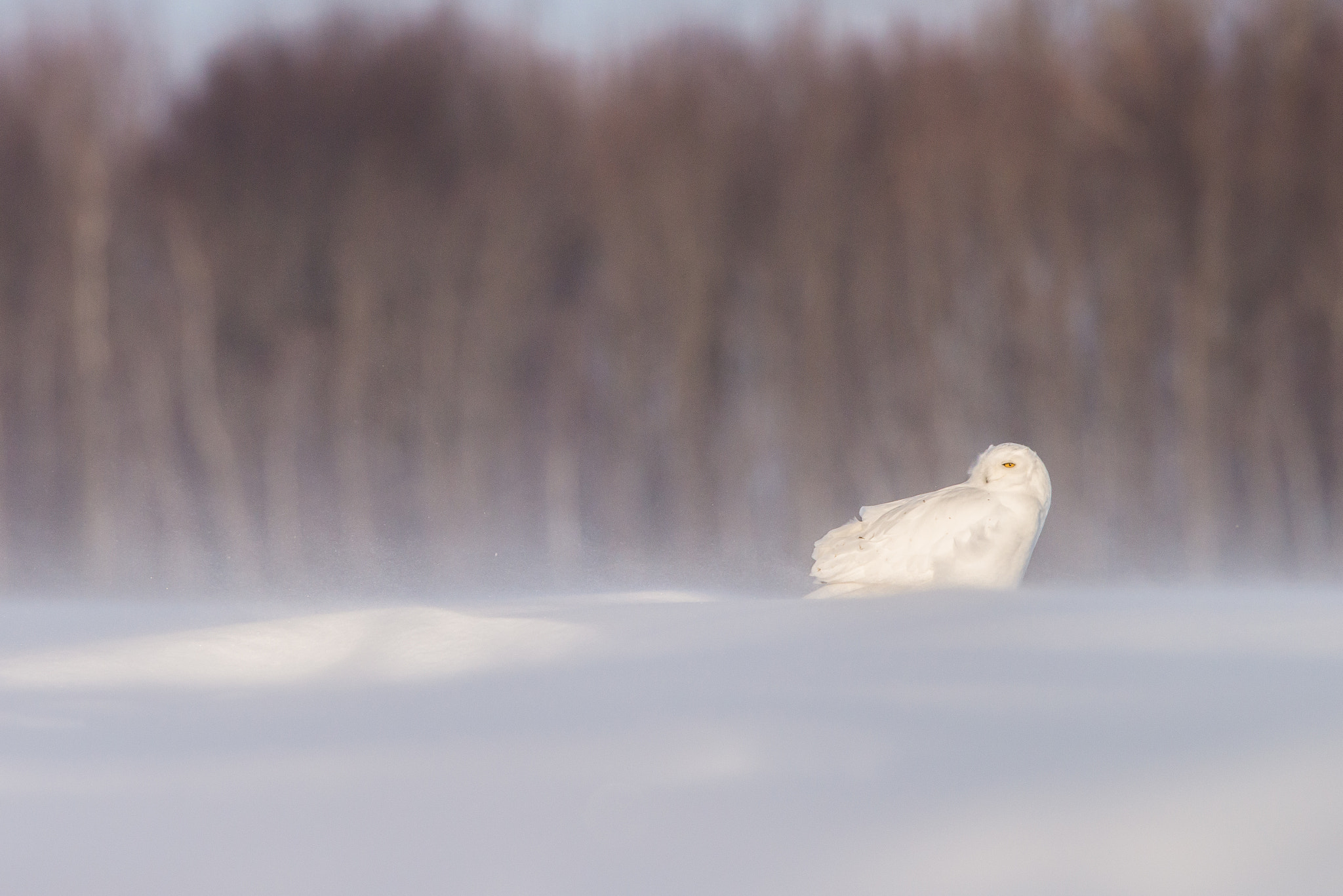 Nikon AF-S Nikkor 600mm F4D ED-IF II sample photo. Windy photography