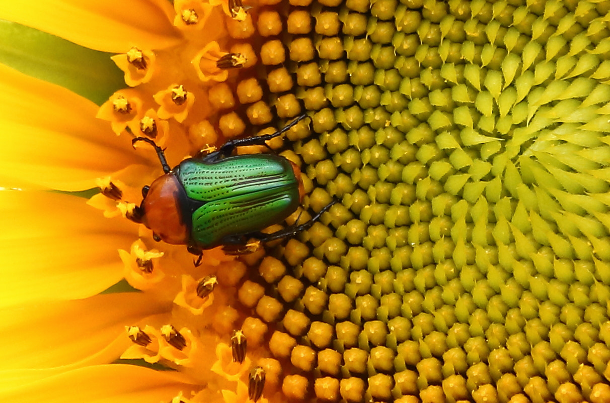 Canon EF 70-300mm F4-5.6 IS USM sample photo. Sunflower photography