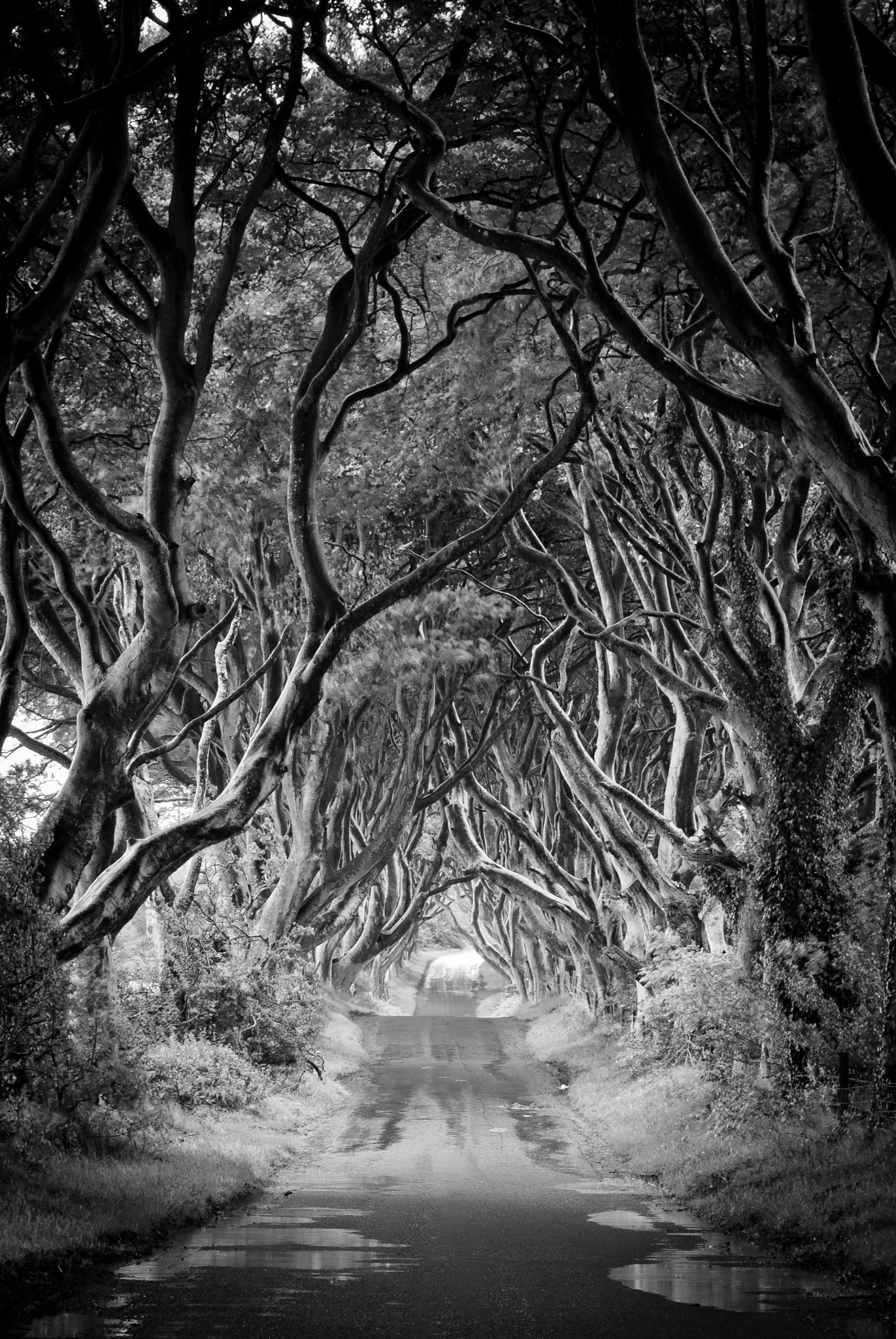 Nikon D200 sample photo. Dark hedges photography