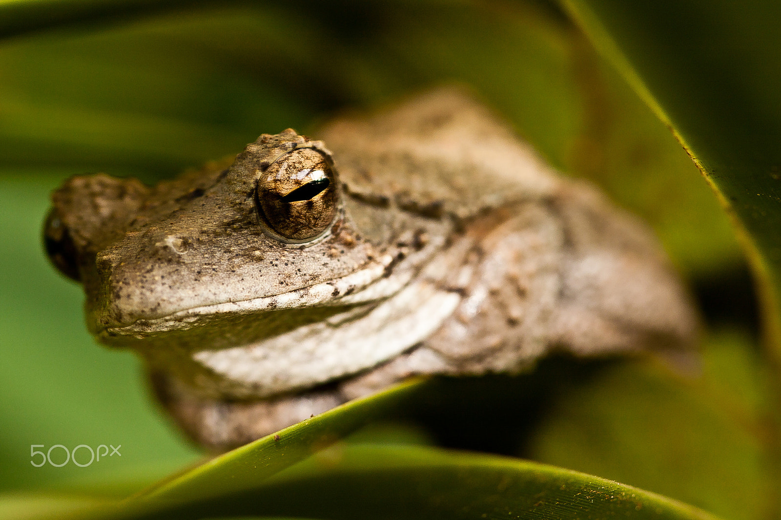 Canon EF 100mm F2.8 Macro USM sample photo. Tree frog photography