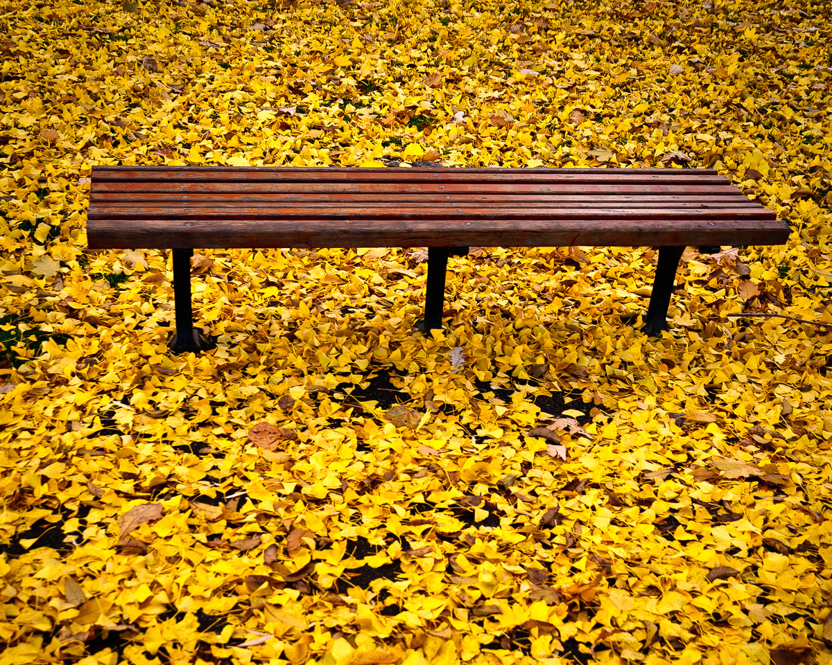 Nikon D200 sample photo. Autumn bench photography