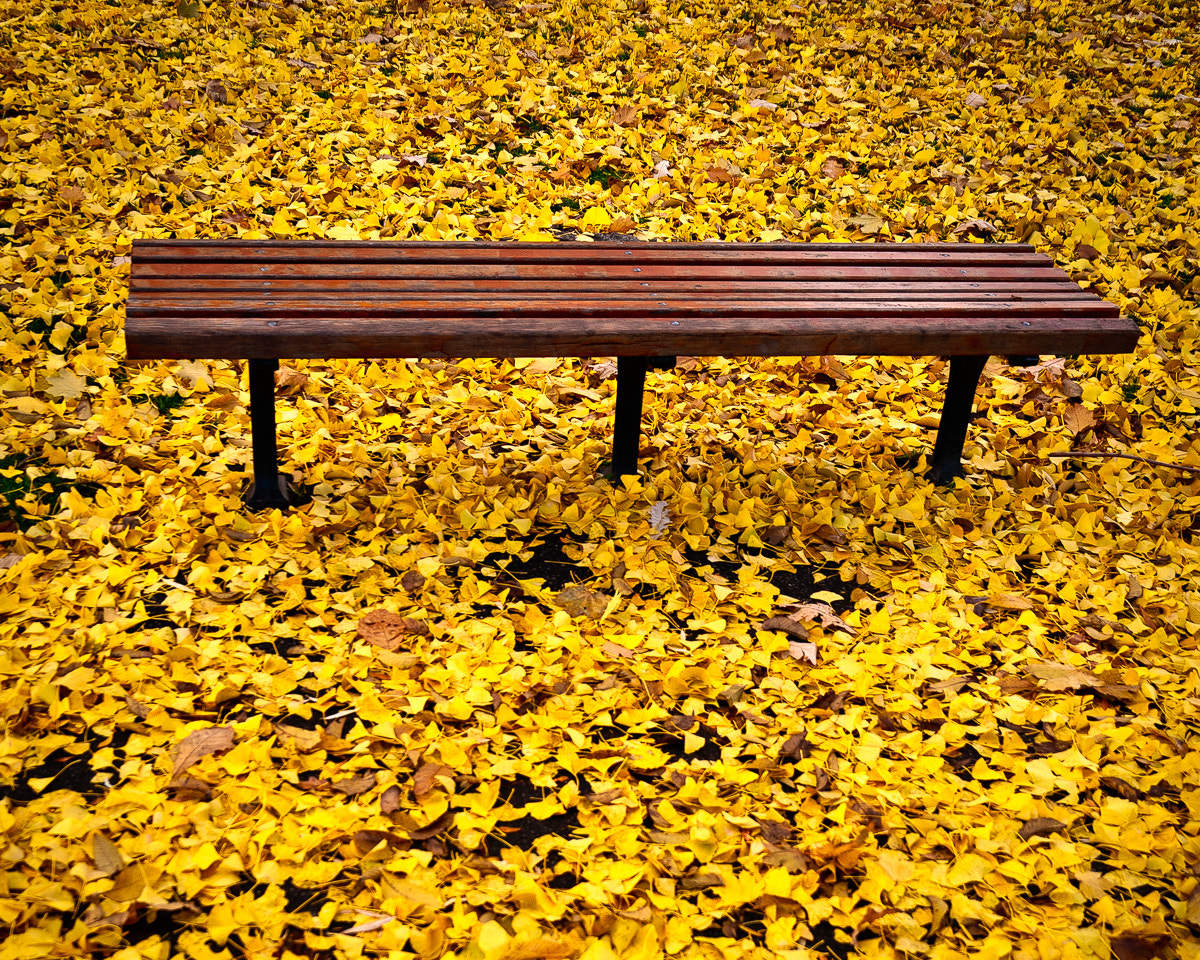 Sigma 17-70mm F2.8-4.5 DC Macro Asp. IF sample photo. Autumn bench photography