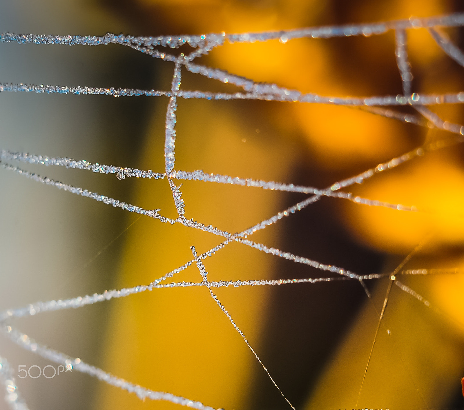 Nikon D700 + AF Nikkor 50mm f/1.8 sample photo. Spiderweb photography