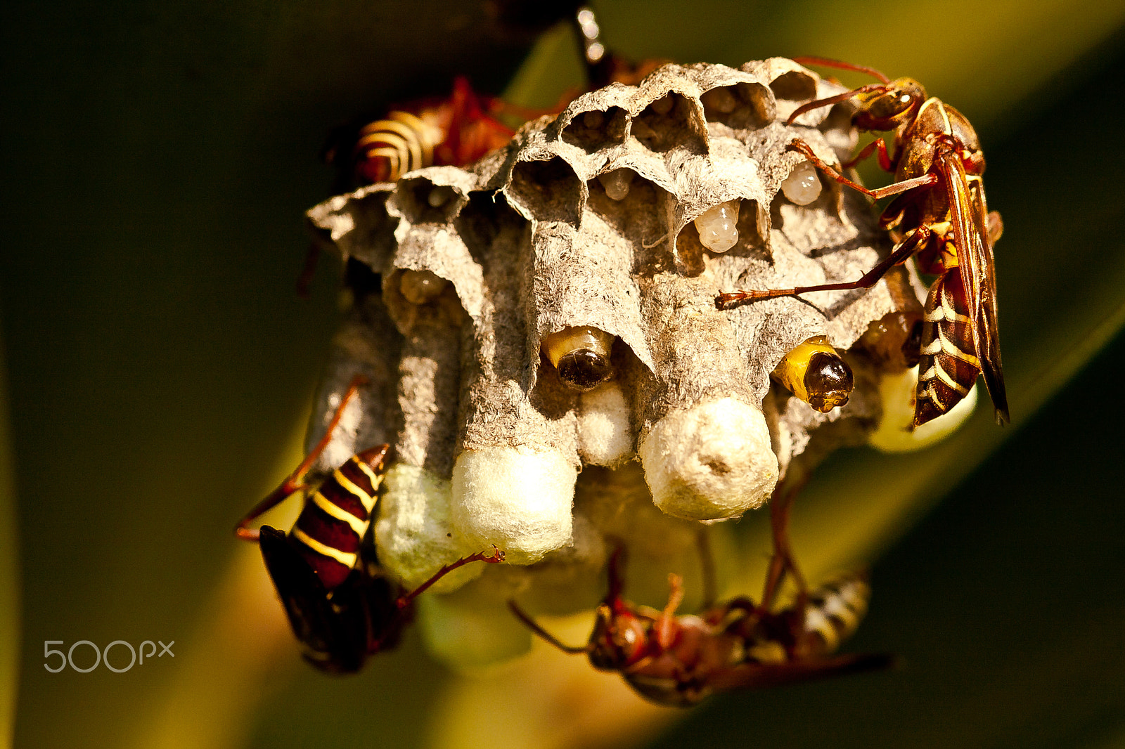 Canon EOS 40D + Canon EF 100mm F2.8 Macro USM sample photo. Wasp nest photography