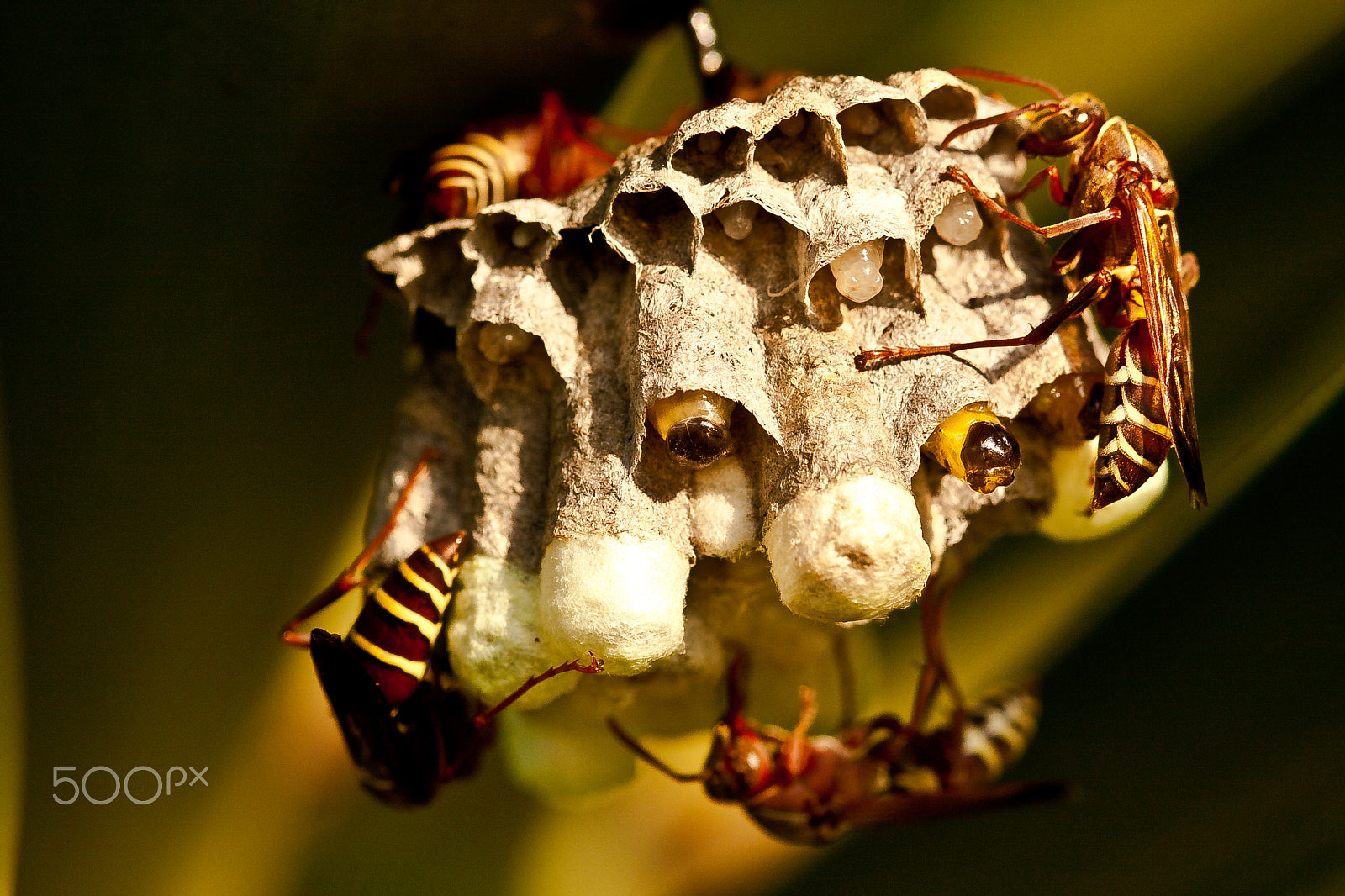 Canon EF 100mm F2.8 Macro USM sample photo. Wasp nest photography
