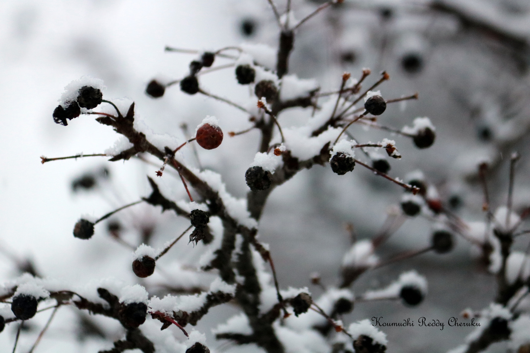 Canon EOS 750D (EOS Rebel T6i / EOS Kiss X8i) sample photo. Wild cherry photography