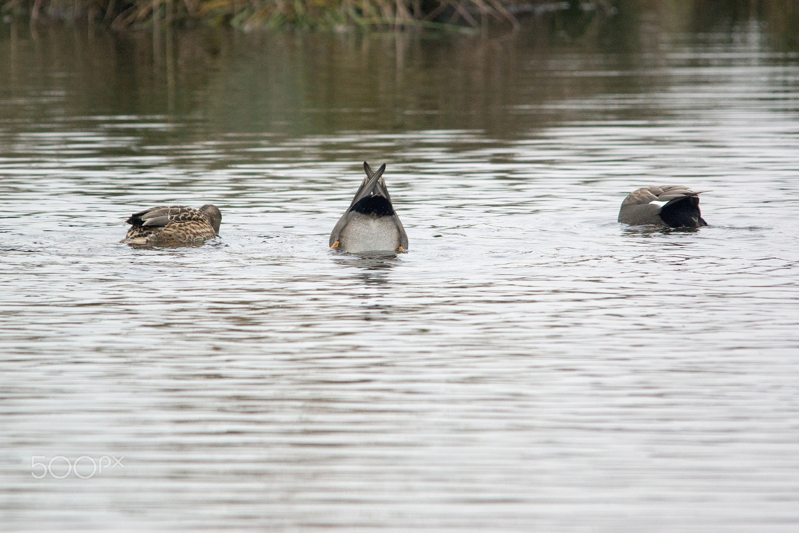 Sony SLT-A77 + Sigma 150-500mm F5-6.3 DG OS HSM sample photo. Leuther muhle nettetall photography