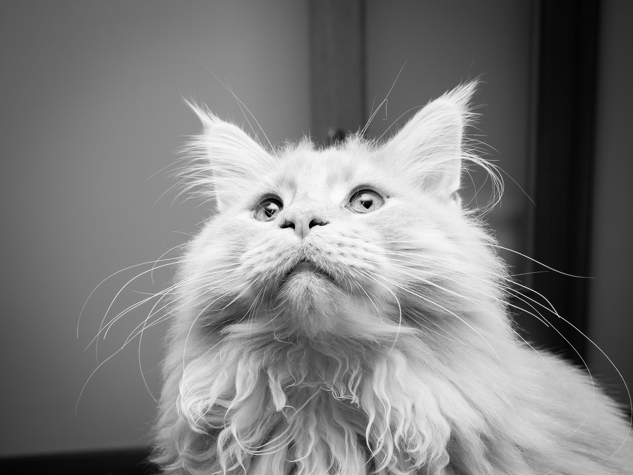 Panasonic Leica DG Summilux 25mm F1.4 II ASPH sample photo. Umbert, coon photography