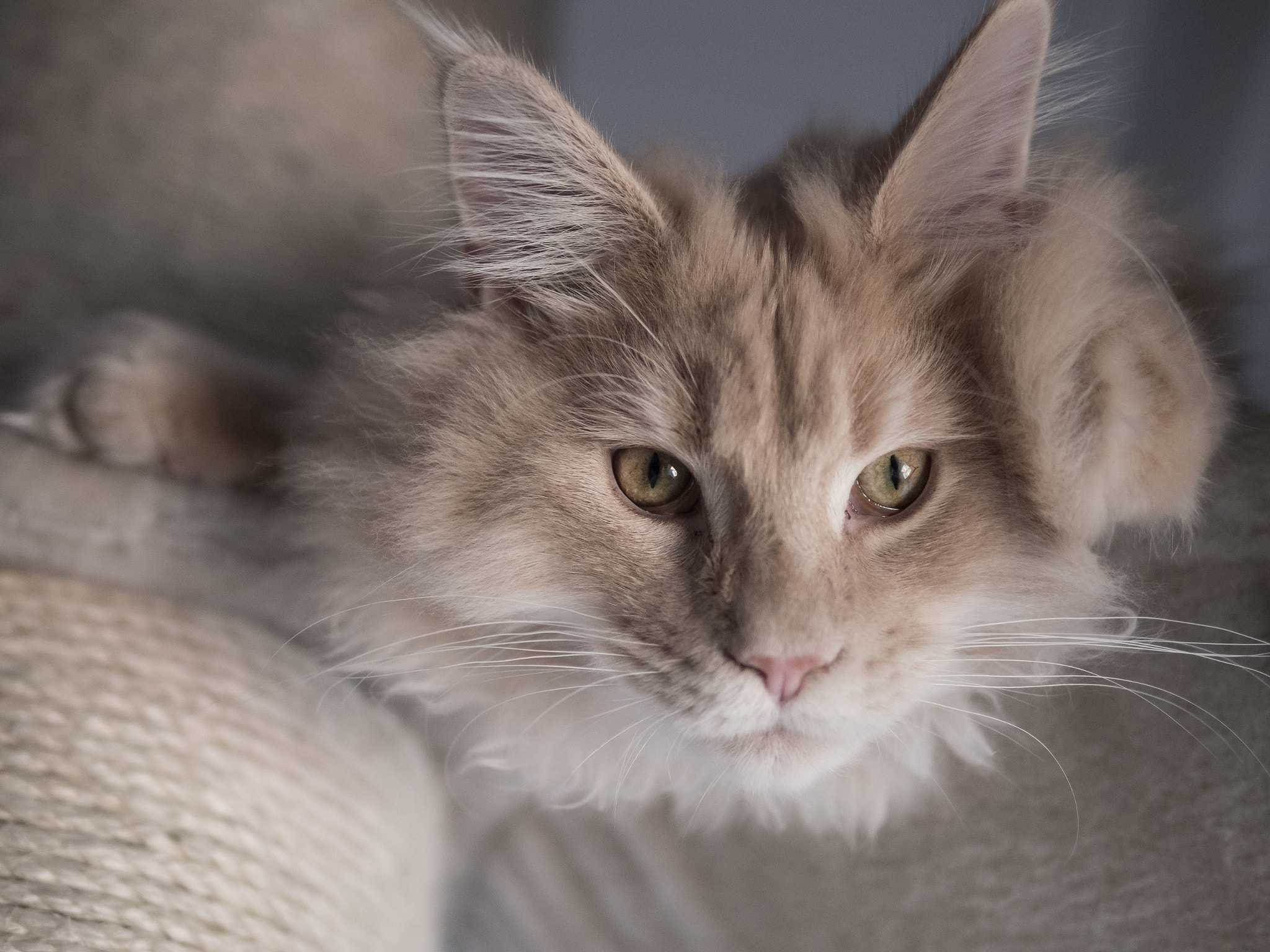 Panasonic Leica DG Summilux 25mm F1.4 II ASPH sample photo. Umbert, coon photography