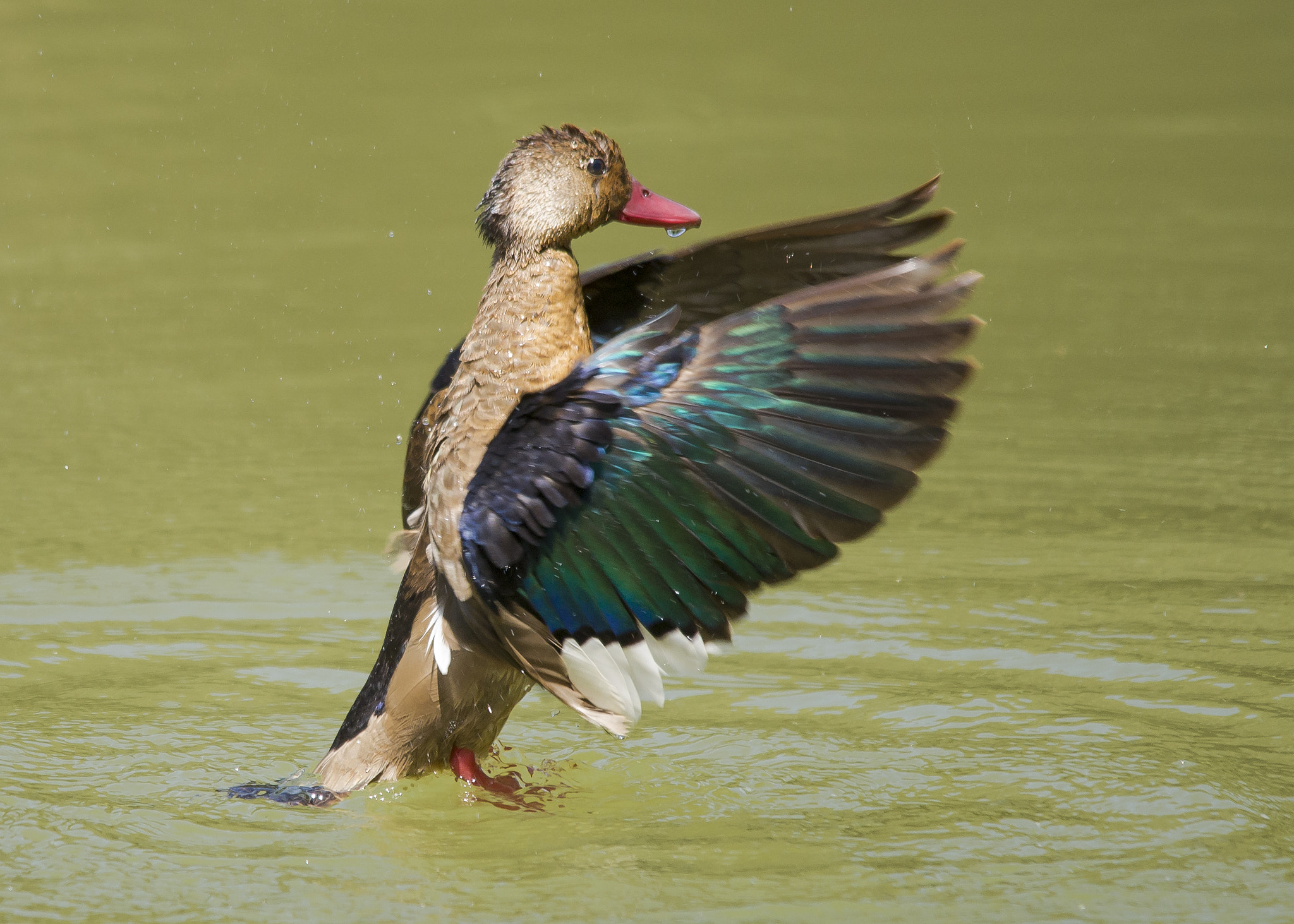 Sigma 150-500mm F5-6.3 DG OS HSM sample photo. Ton photography