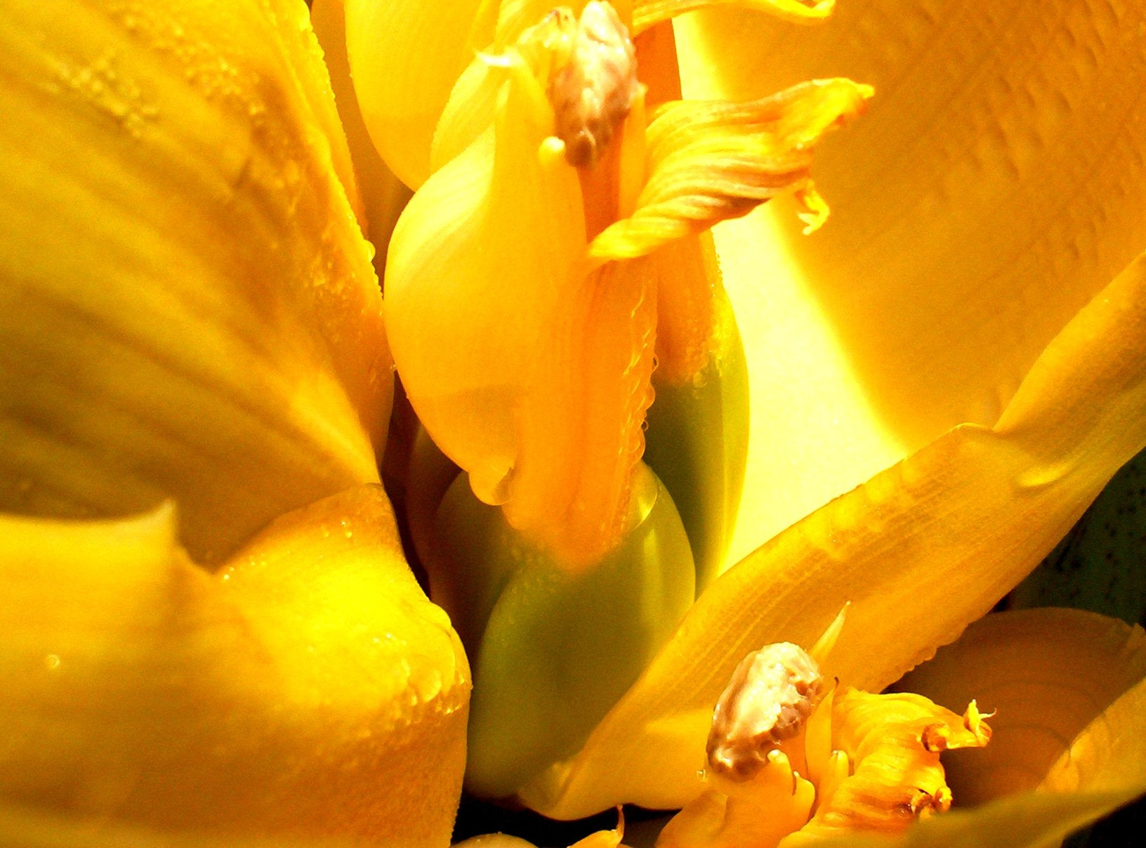 Kodak EASYSHARE CX6230 ZOOM DIGITAL CAMERA sample photo. Banana photography