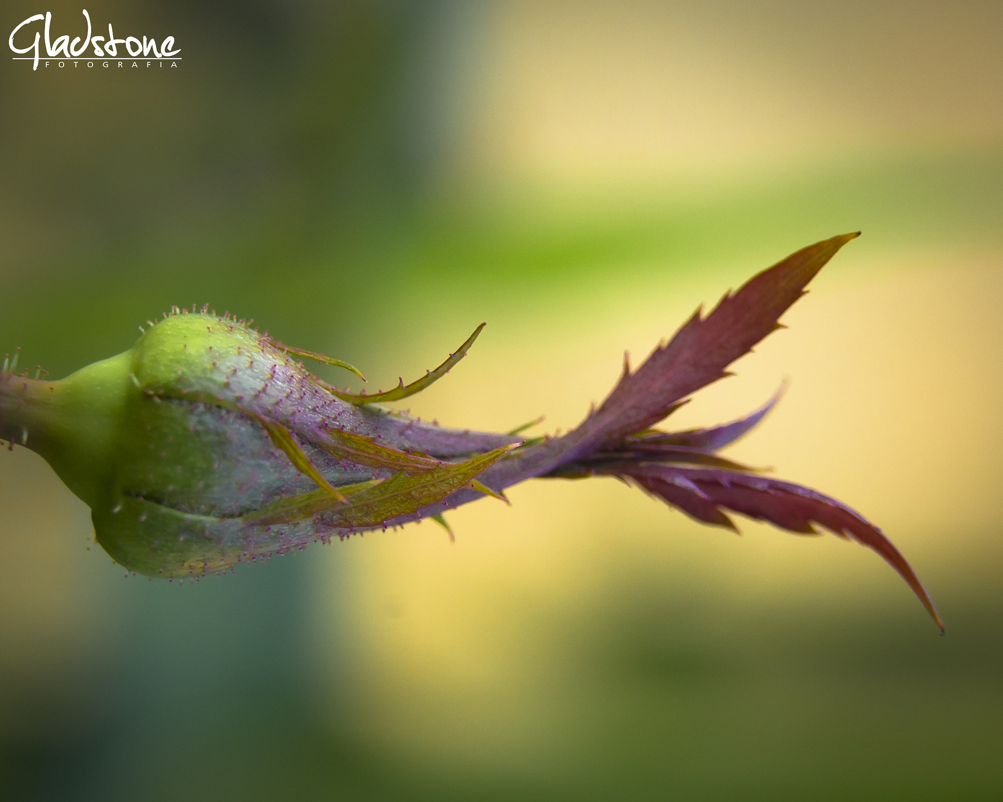 Sigma 17-50mm F2.8 EX DC OS HSM sample photo. Tom photography