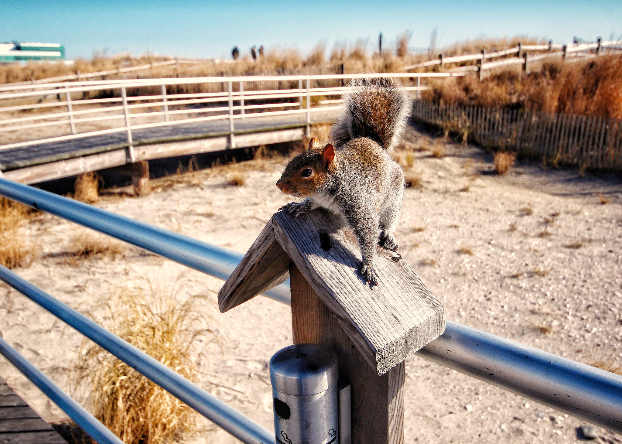Canon EOS 650D (EOS Rebel T4i / EOS Kiss X6i) + Canon 10-20mm sample photo. Squirrel photography