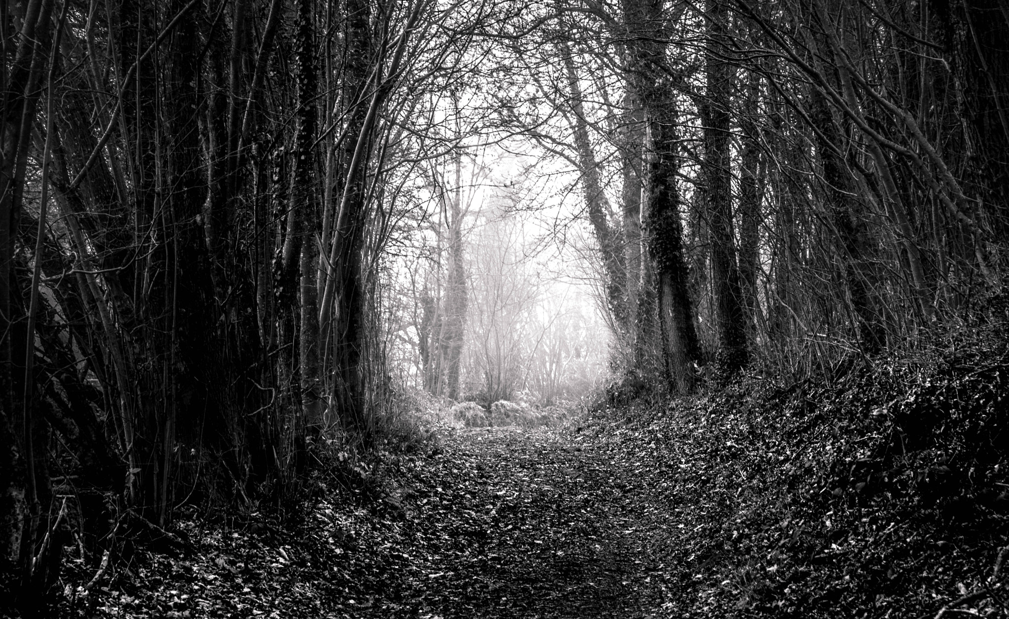 Nikon D500 sample photo. Étrange chemin... photography