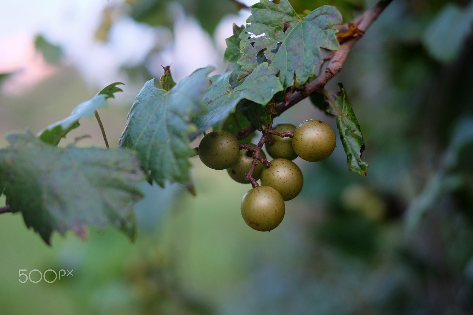 Fujifilm X-E2S + Fujifilm XF 35mm F2 R WR sample photo. Ripe scuppernongs photography