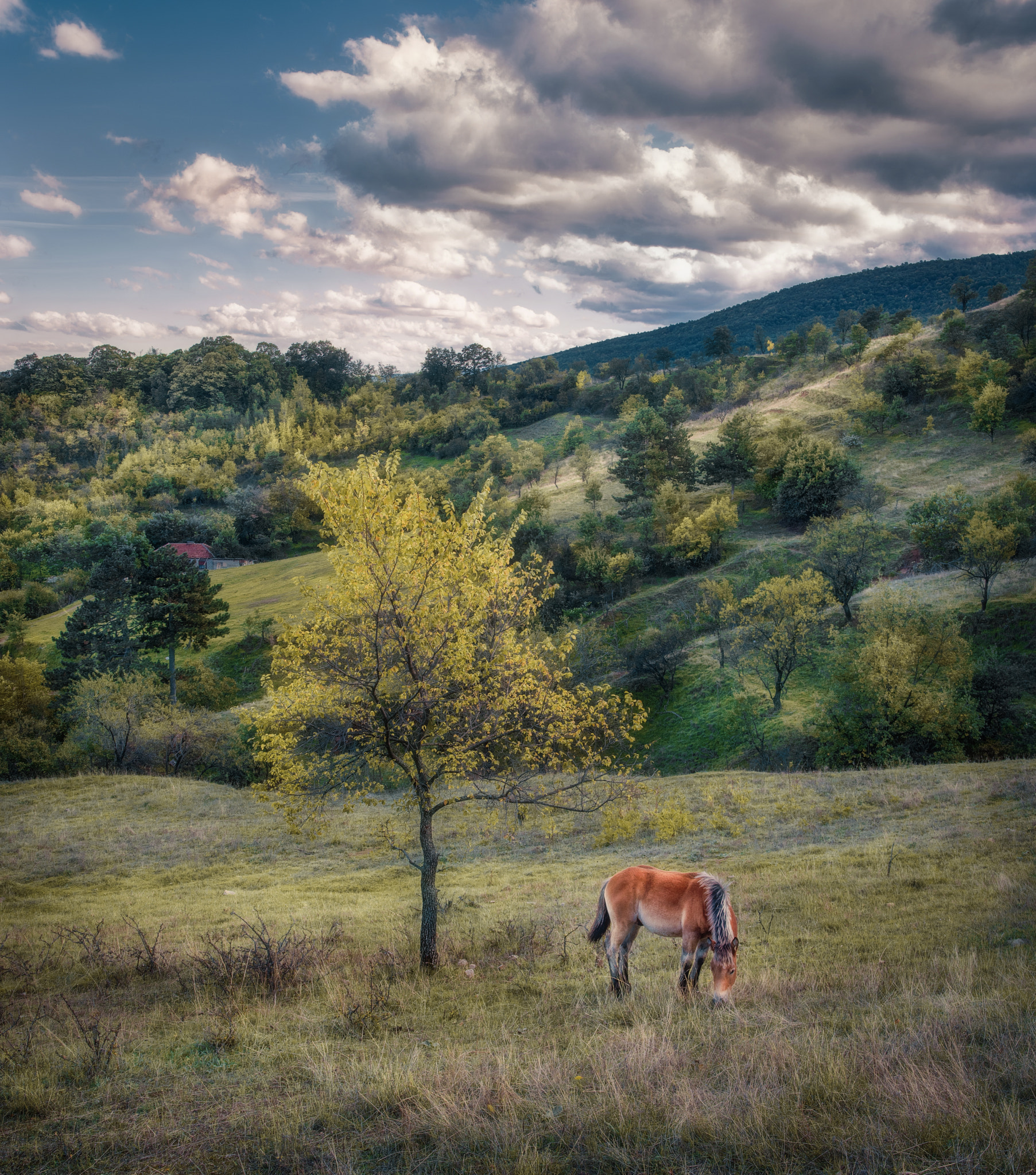 Pentax K-1 + Sigma sample photo. Horse life photography