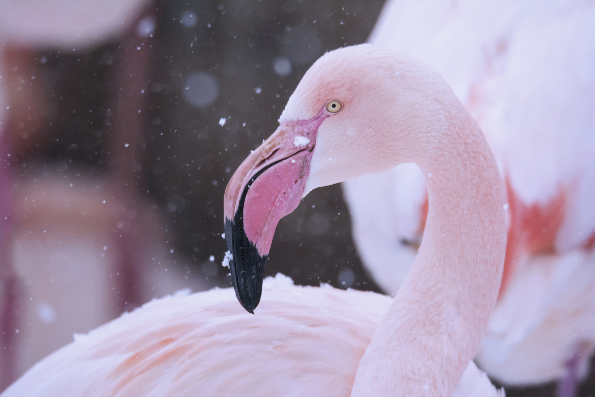 Sigma 150-600mm F5-6.3 DG OS HSM | S sample photo. Flamingo in winter photography