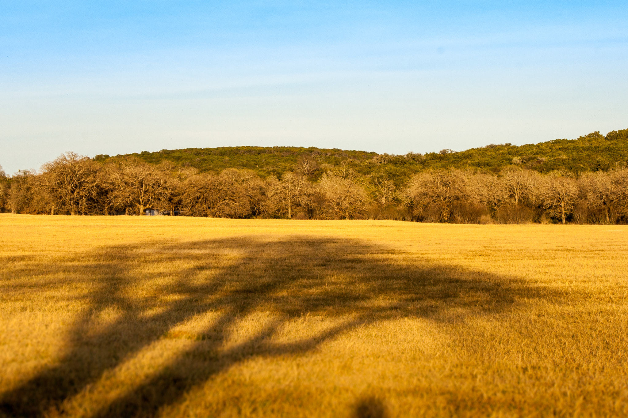 Canon EOS 400D (EOS Digital Rebel XTi / EOS Kiss Digital X) sample photo. Pasture with tree shadow photography