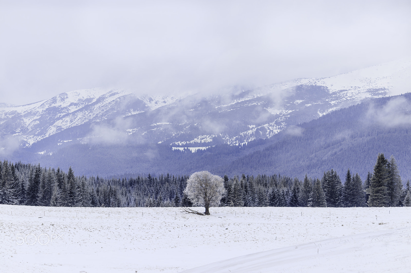 Canon EF-S 55-250mm F4-5.6 IS sample photo. Lonely tree in iundola photography
