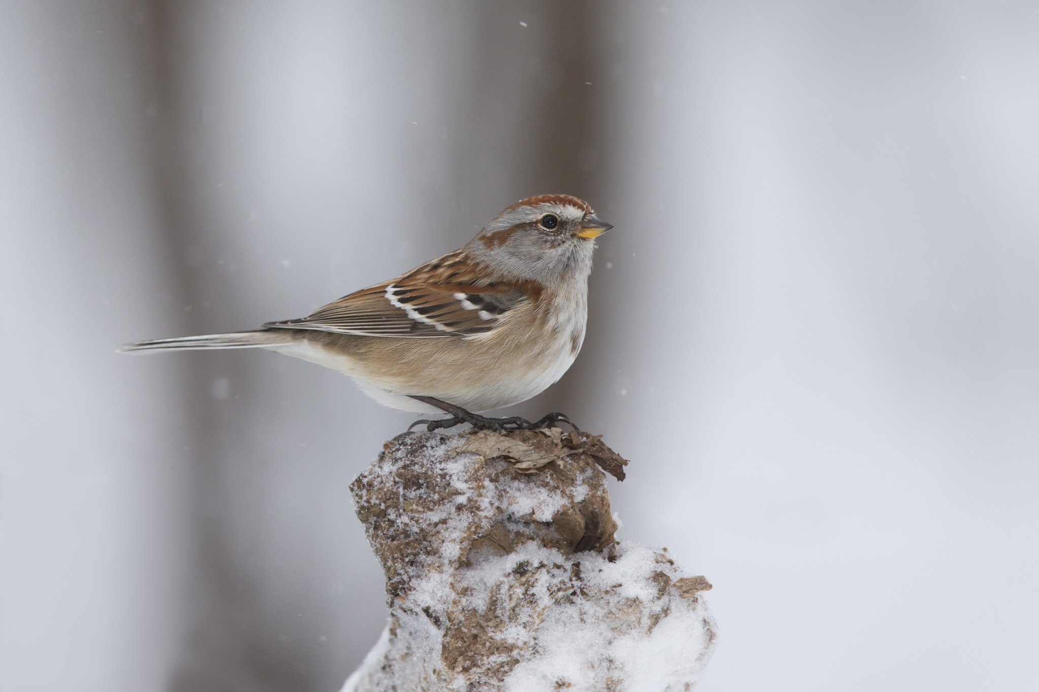 Canon EOS-1D X + Canon EF 600mm F4L IS II USM sample photo. American tree sparrow photography