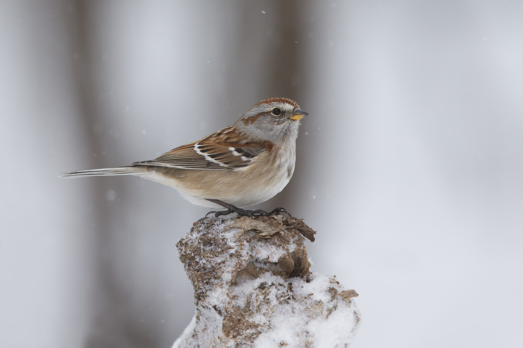 Canon EF 600mm F4L IS II USM sample photo. American tree sparrow photography