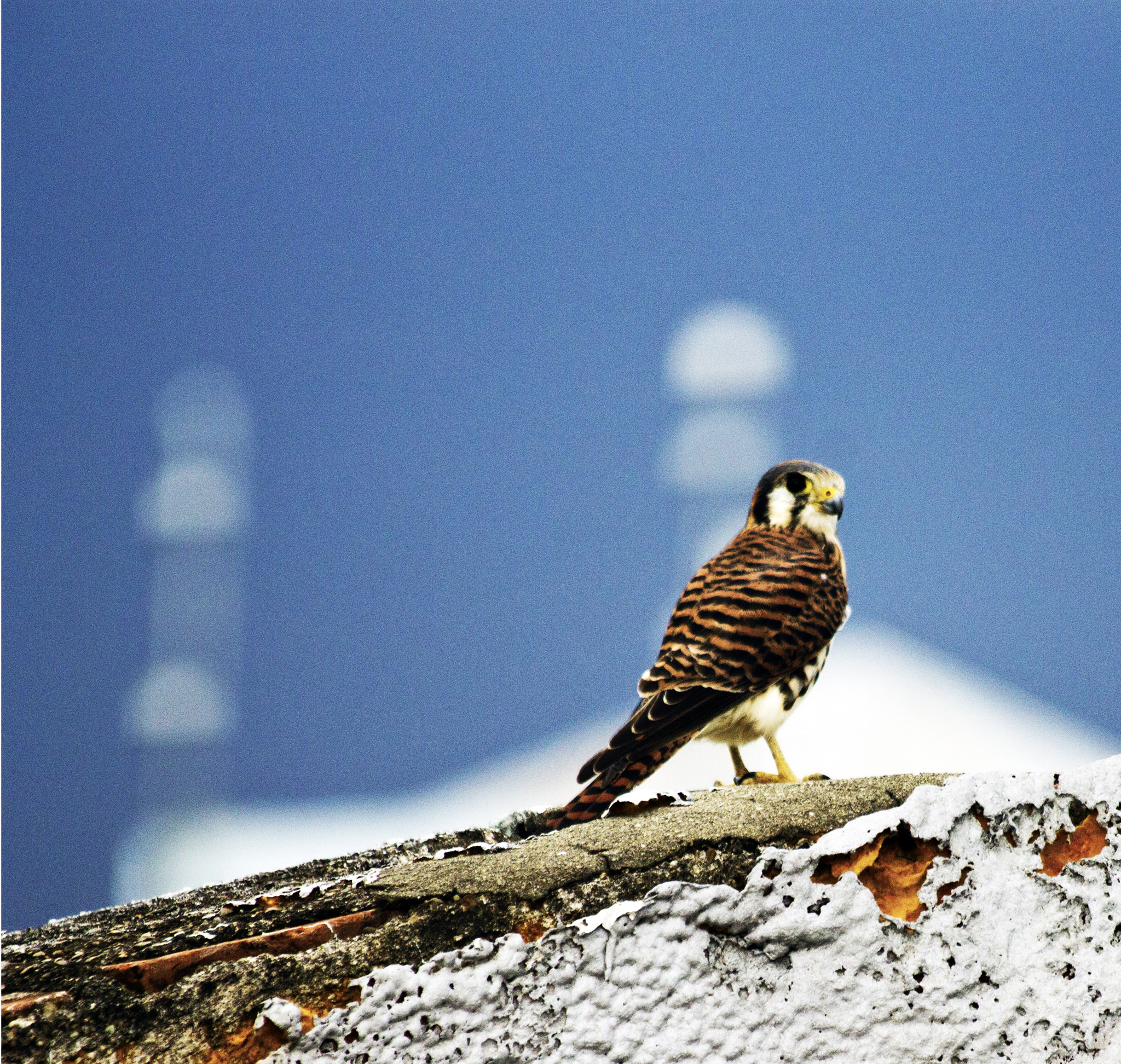 Canon EF 70-300mm F4-5.6 IS USM sample photo. Falcon de sierra, ponce pr photography