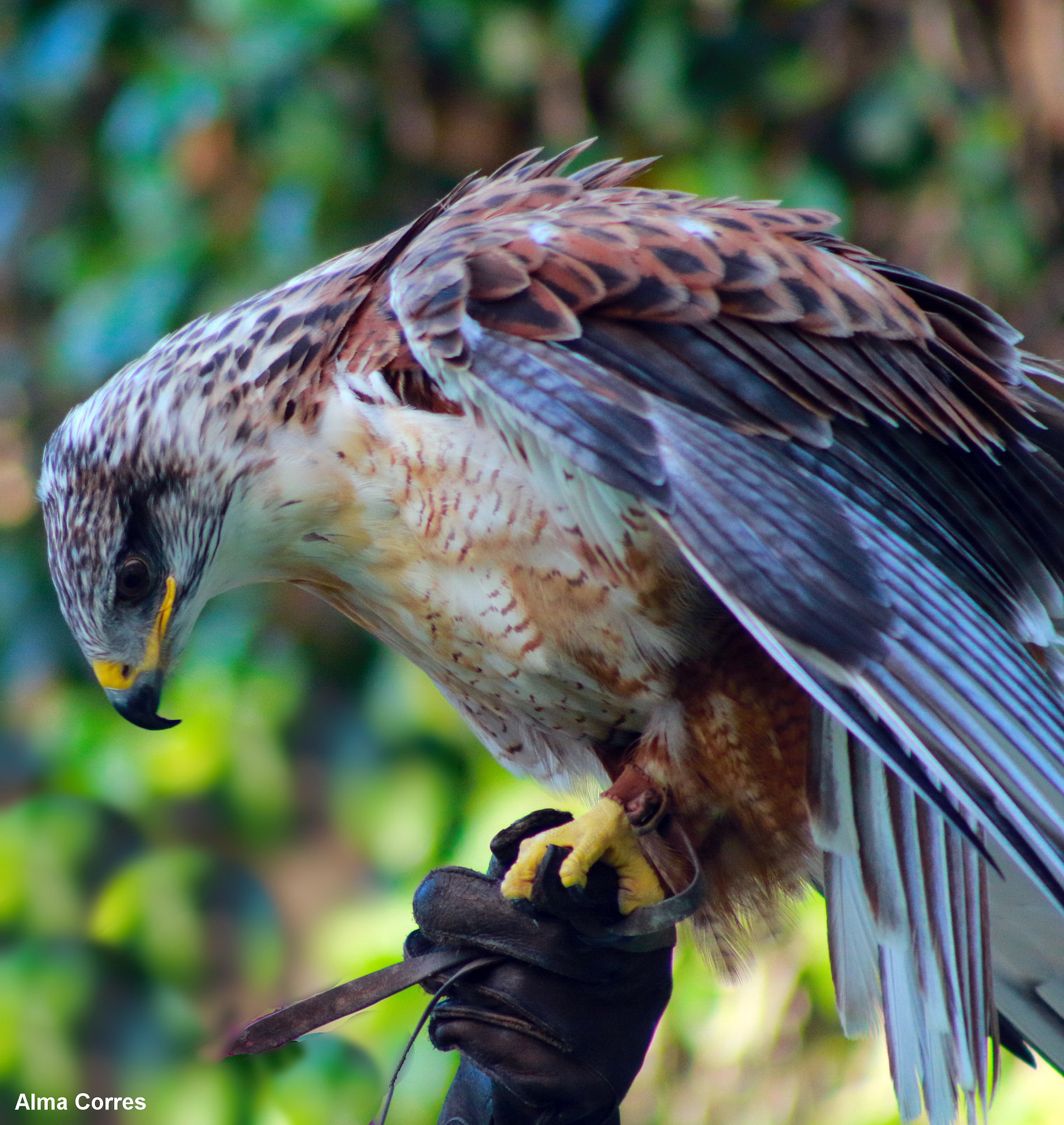 Canon EF 75-300mm f/4-5.6 USM sample photo. Golden eagle photography