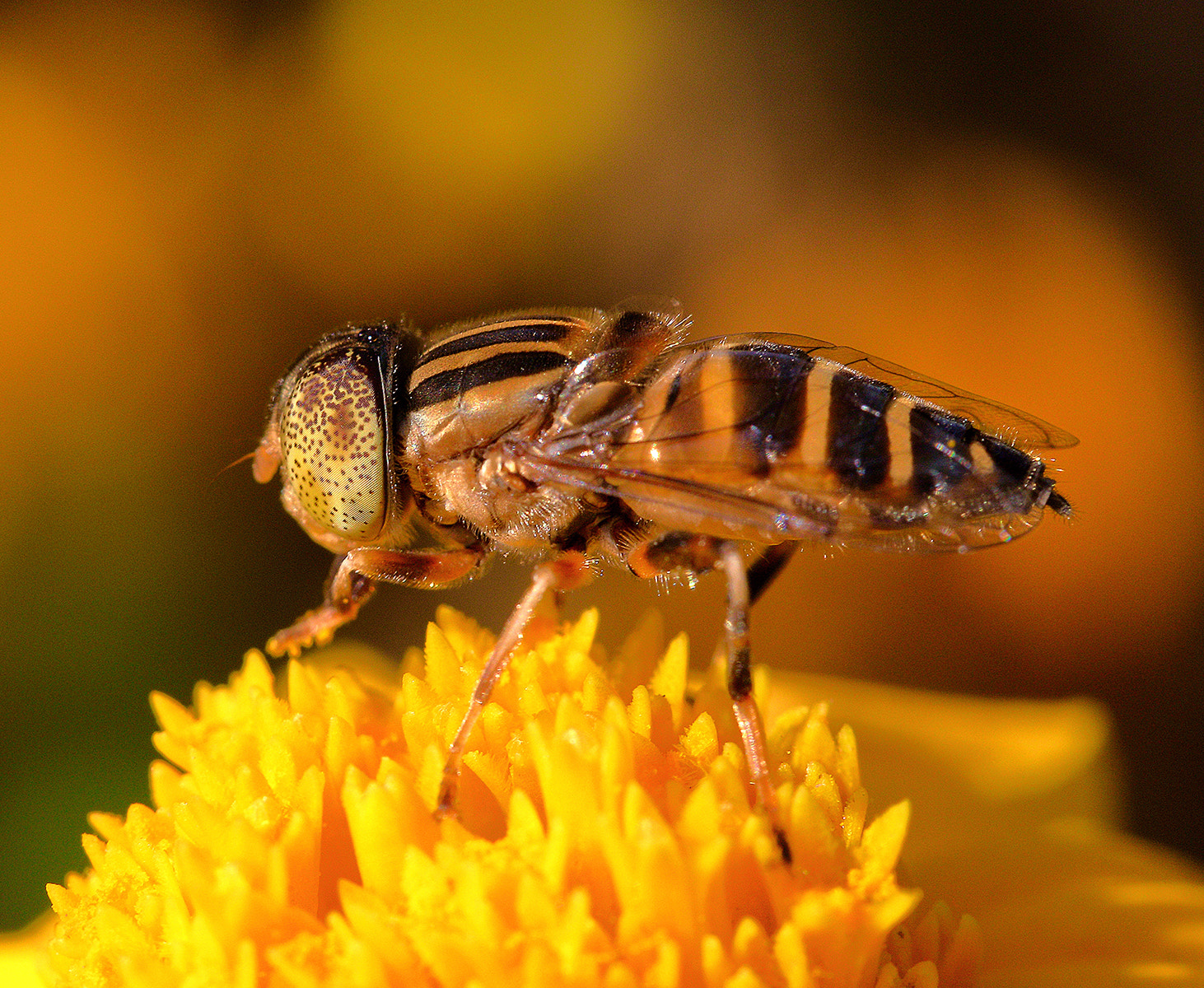 Canon EF-S 60mm F2.8 Macro USM sample photo. Hoverfly photography