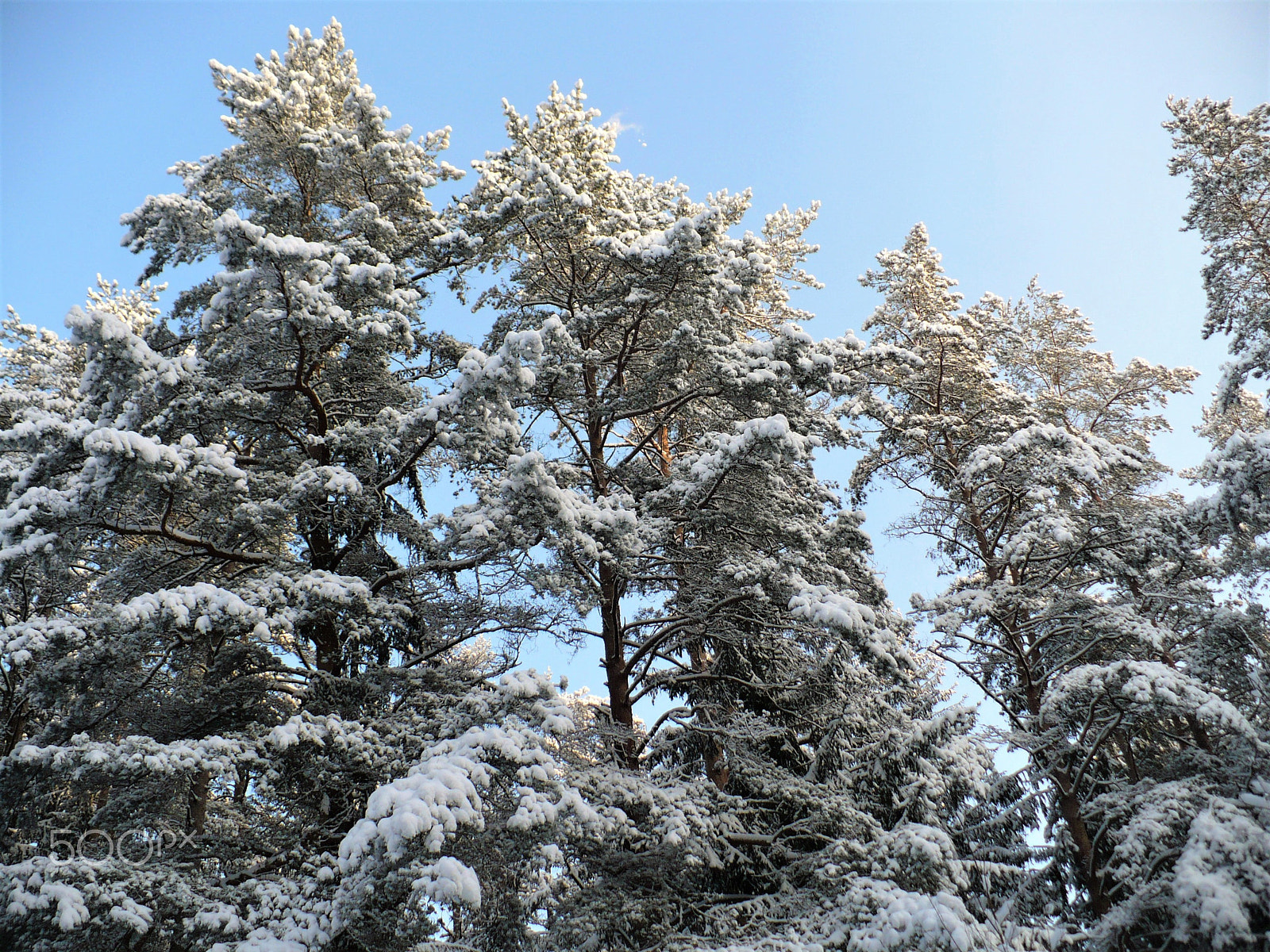 Panasonic DMC-LZ7 sample photo. After snowstorm photography