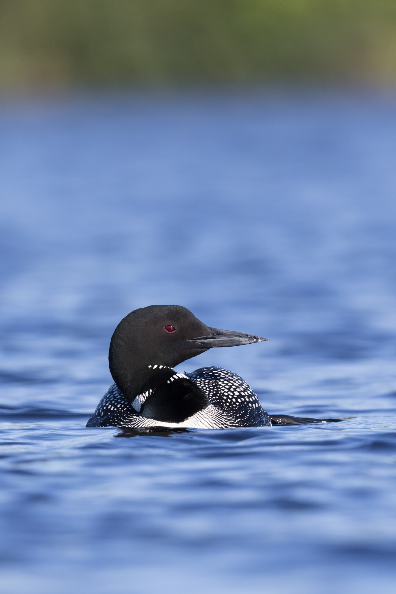 Canon EF 600mm F4L IS II USM sample photo. Common loon photography