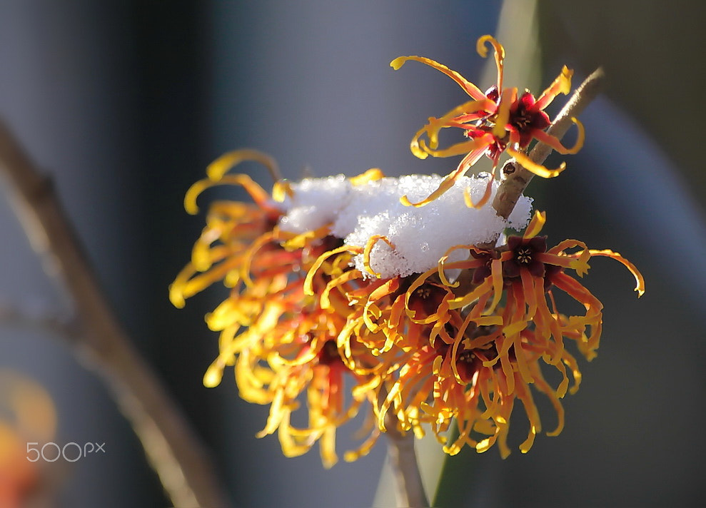 Sigma 70-300mm F4-5.6 APO DG Macro sample photo. Hamamelis in winter garden photography