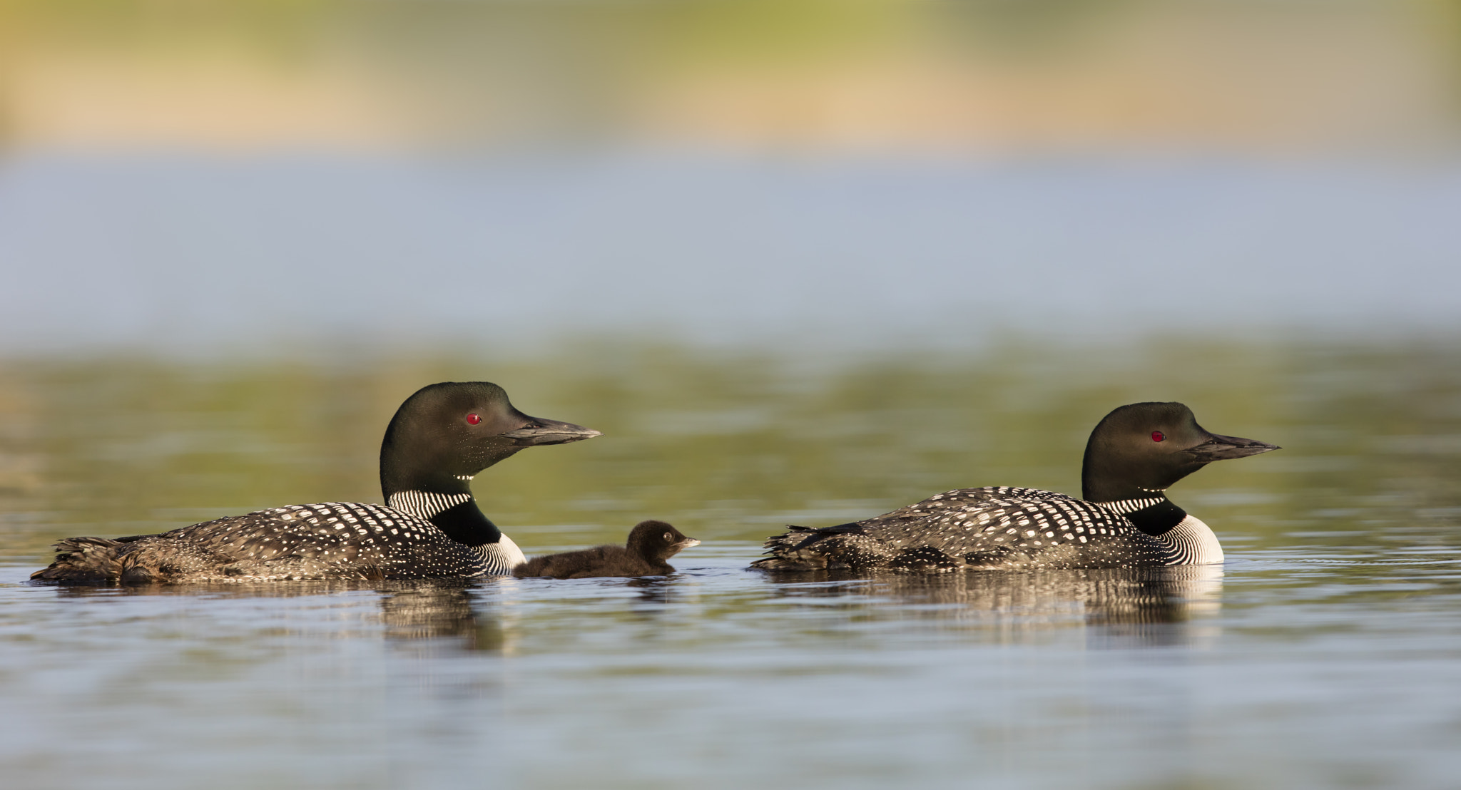 Canon EOS 5DS R + Canon EF 600mm F4L IS II USM sample photo. Common loon - mom, little one and dad photography