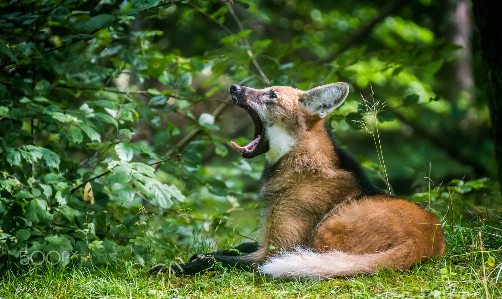 Sony ILCA-77M2 + Tamron SP 70-300mm F4-5.6 Di USD sample photo. Longlegged manewolf yawning photography