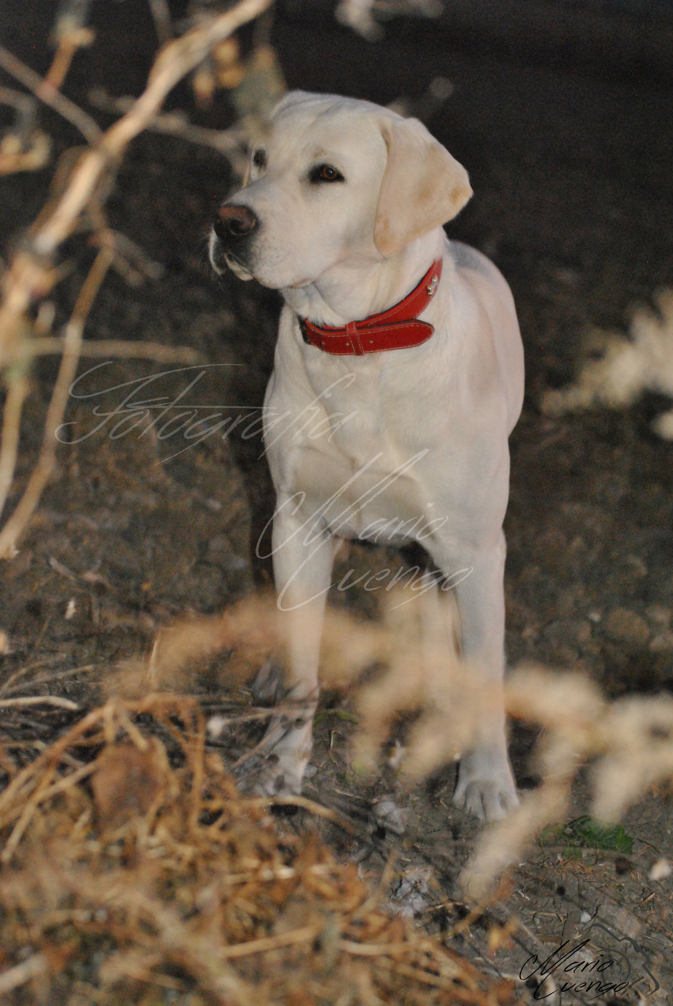 Nikon D3000 sample photo. Mi fiel amigo photography