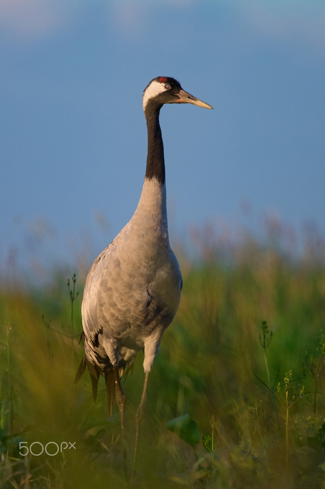 Pentax smc DA* 300mm F4.0 ED (IF) SDM sample photo. Terminator crane photography