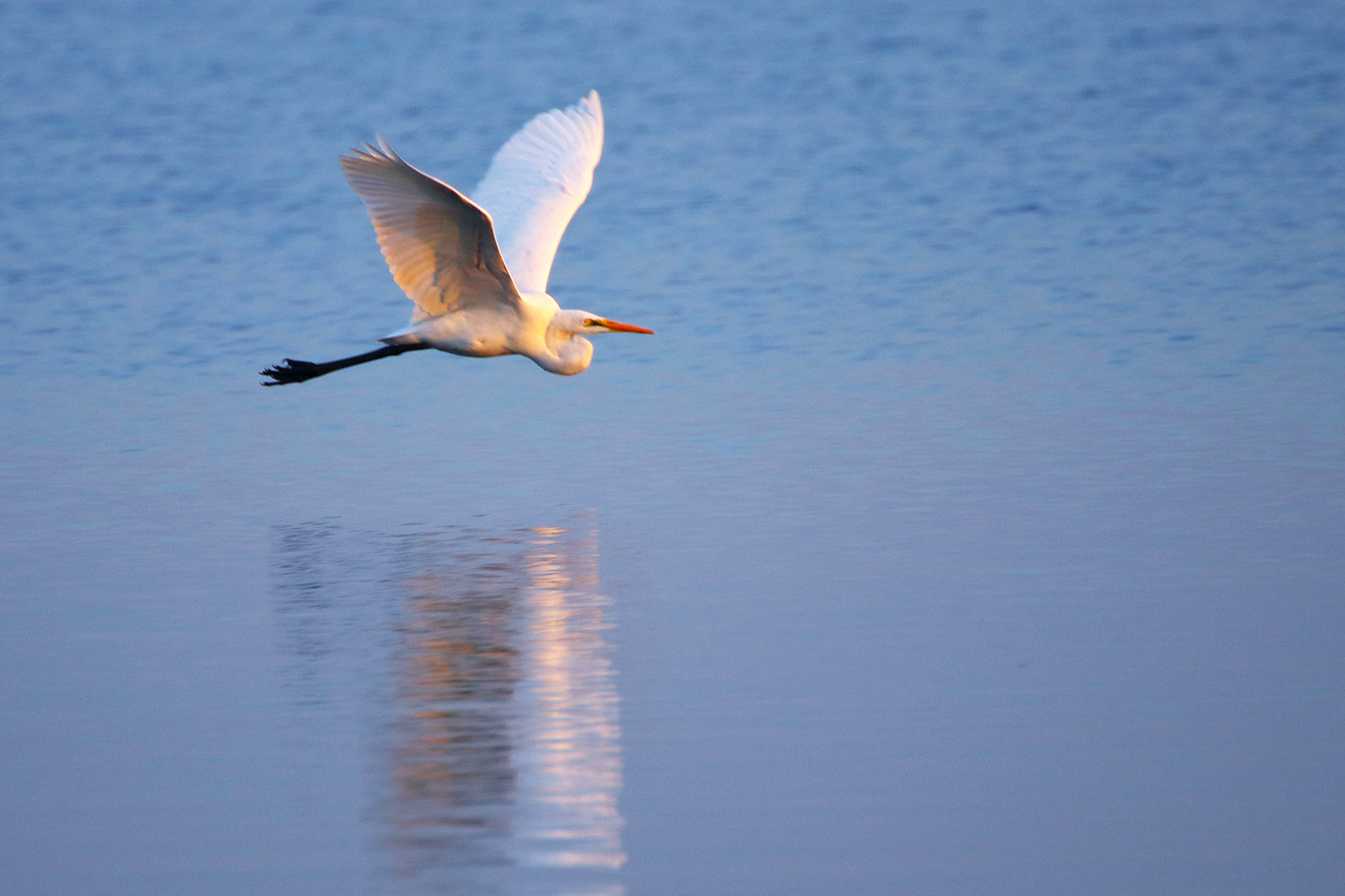 Canon EOS 80D + Tamron SP 35mm F1.8 Di VC USD sample photo. White heron photography