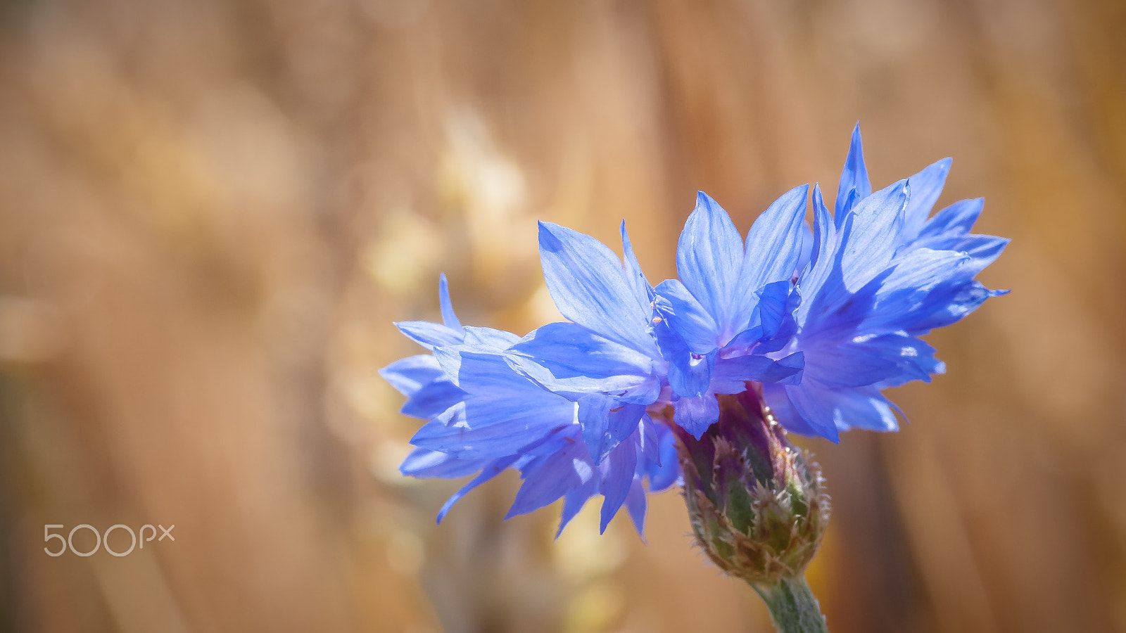Sigma 30mm F1.4 EX DC HSM sample photo. Bloeiende wilde bloemen in de bermen en weilanden photography