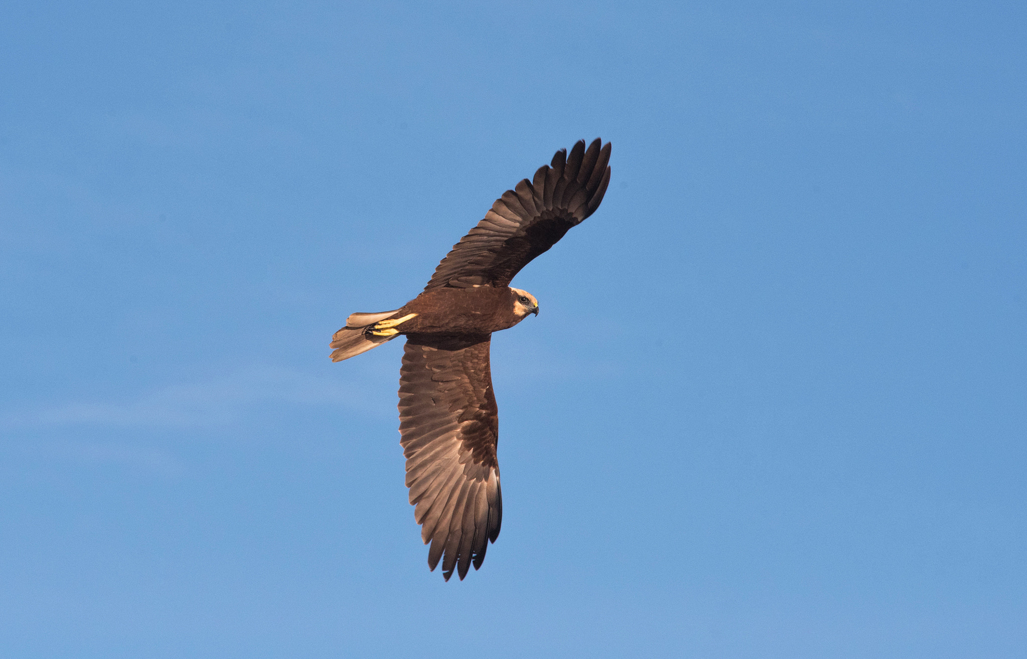 Sigma 70-200mm F2.8 EX DG Macro HSM II sample photo. Falco di palude photography
