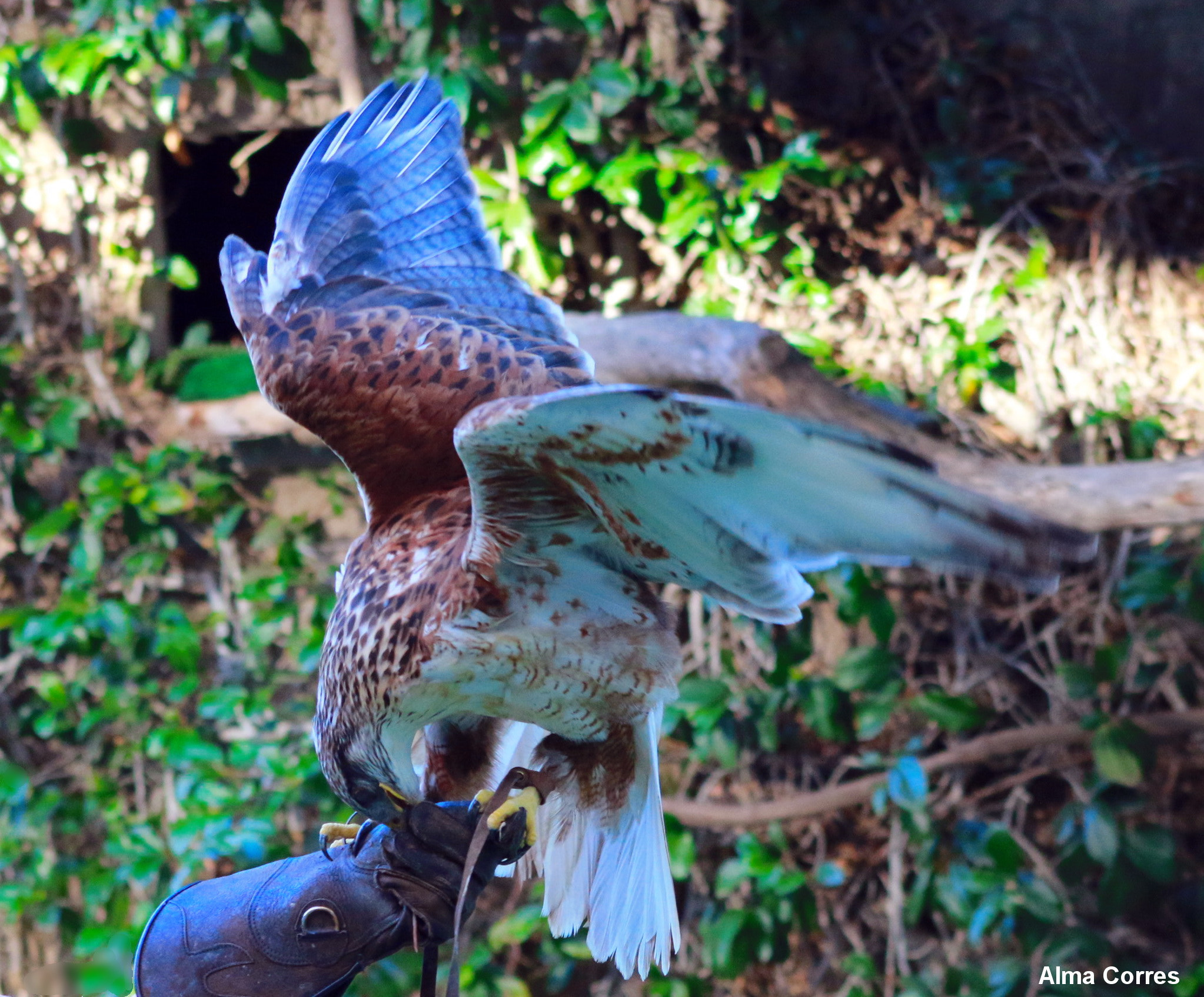 Canon EF 75-300mm f/4-5.6 USM sample photo. Golden eagle show photography