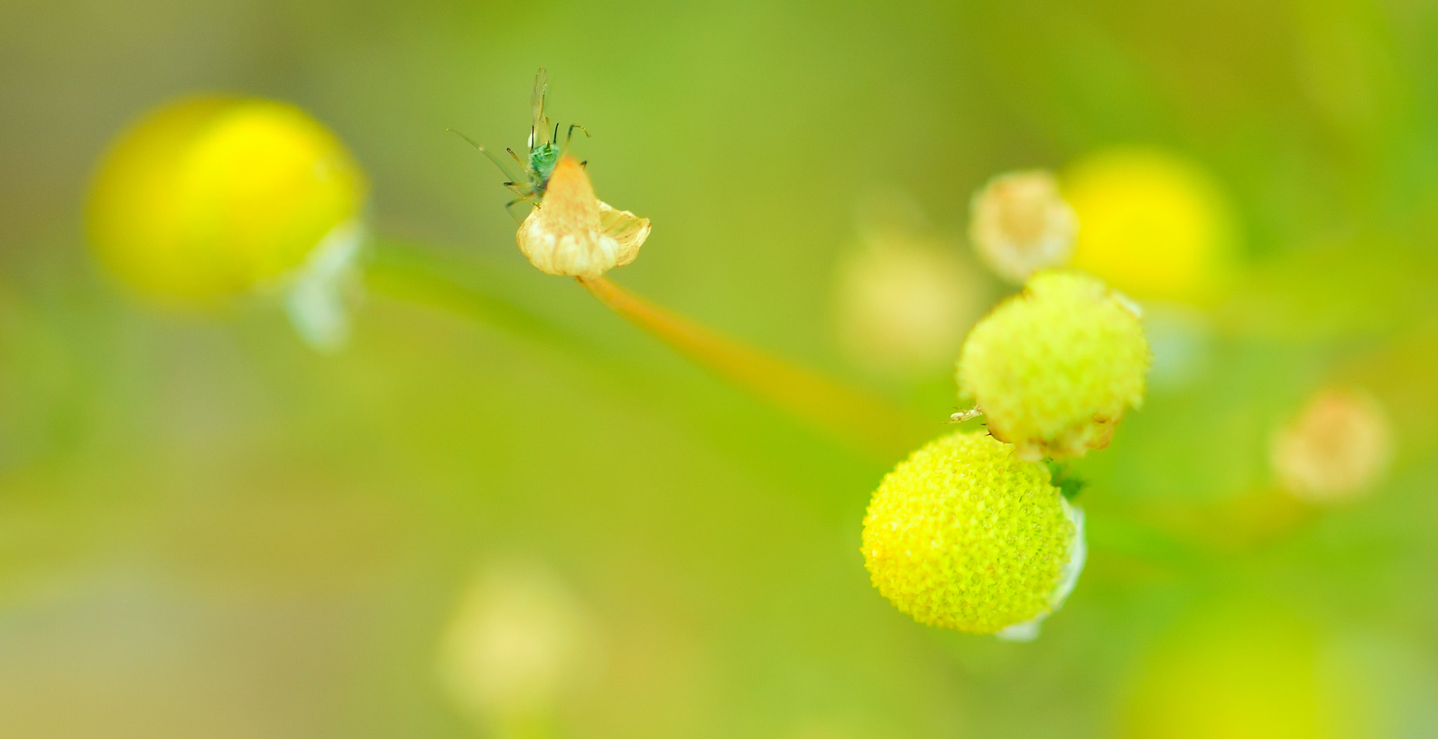 Sigma 105mm F2.8 EX DG OS HSM sample photo