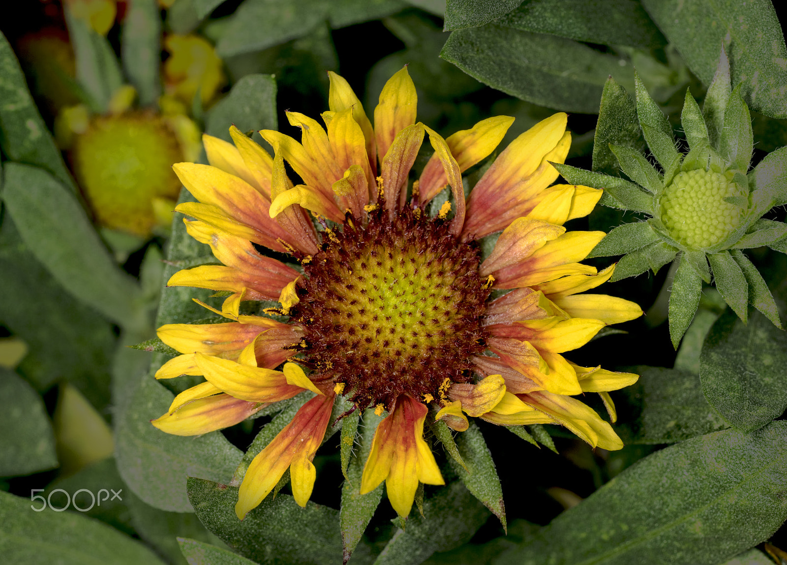 Sony a7R + Sony FE 90mm F2.8 Macro G OSS sample photo. Blooming daisy photography