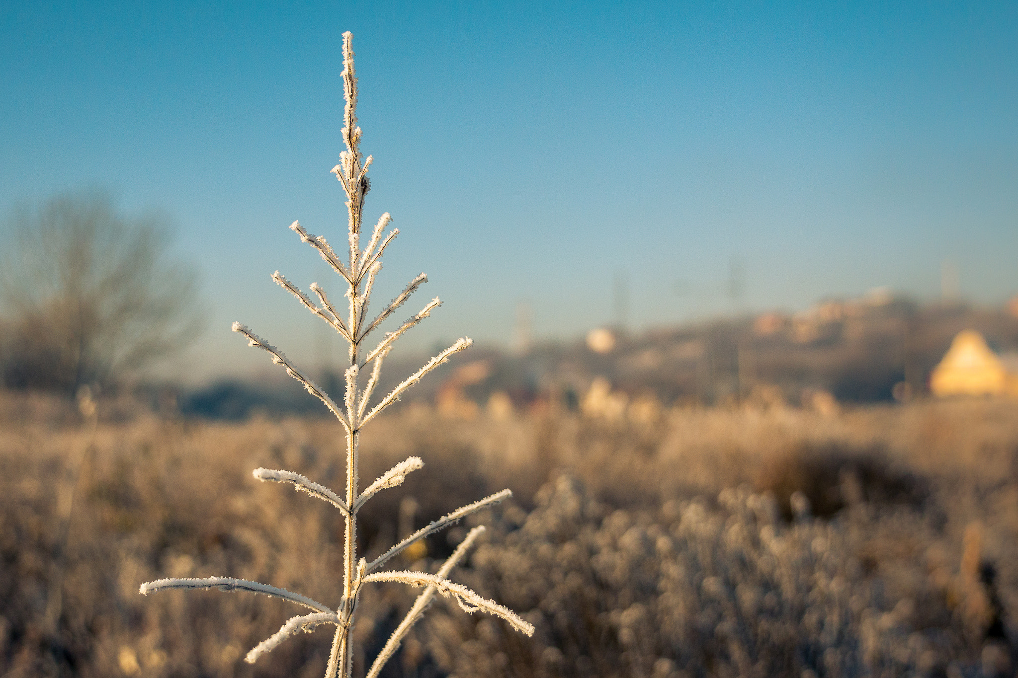 Panasonic Lumix DMC-G85 (Lumix DMC-G80) sample photo. Frosty field photography