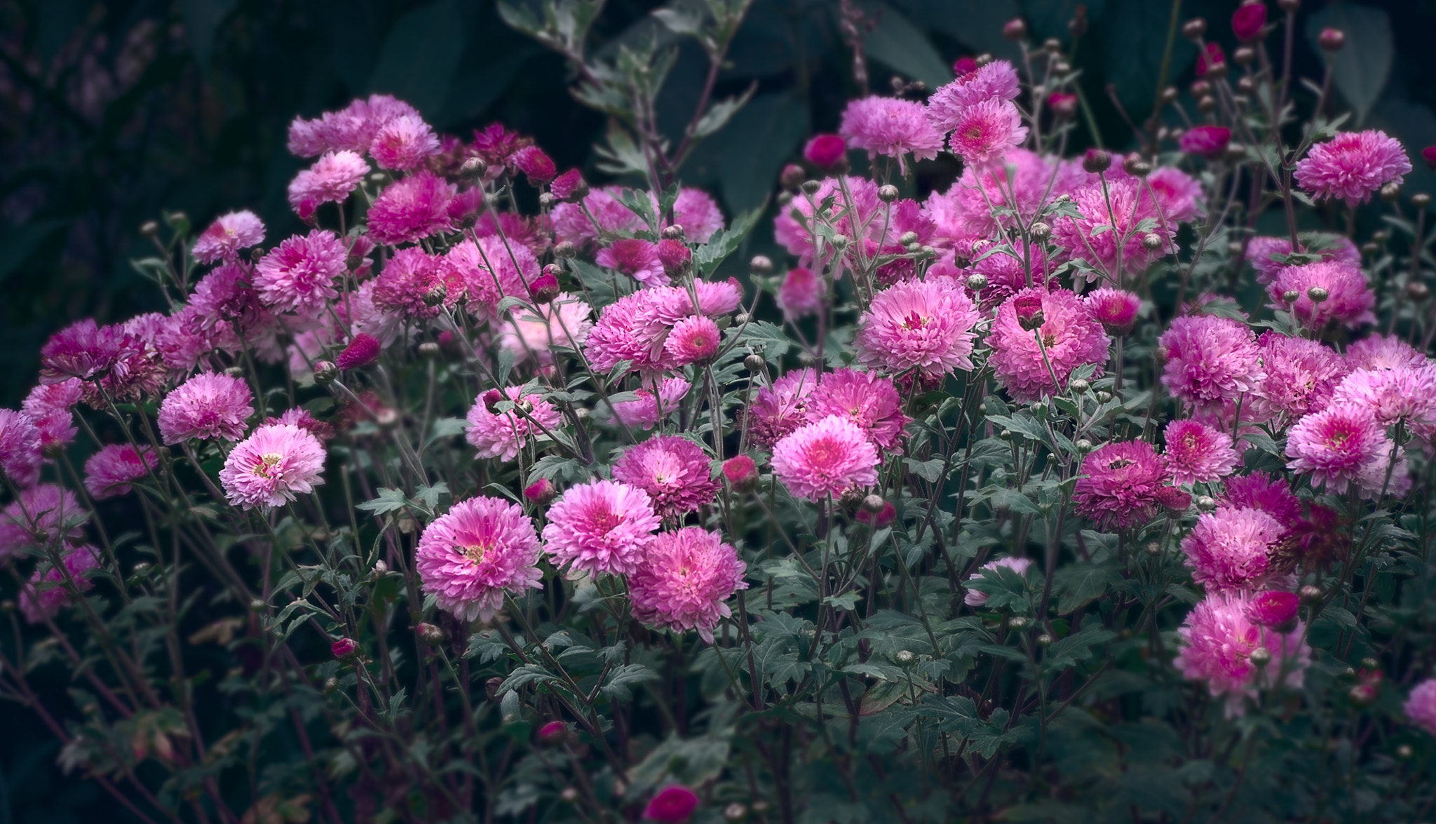 Olympus OM-D E-M5 II sample photo. Chrysanthemum photography