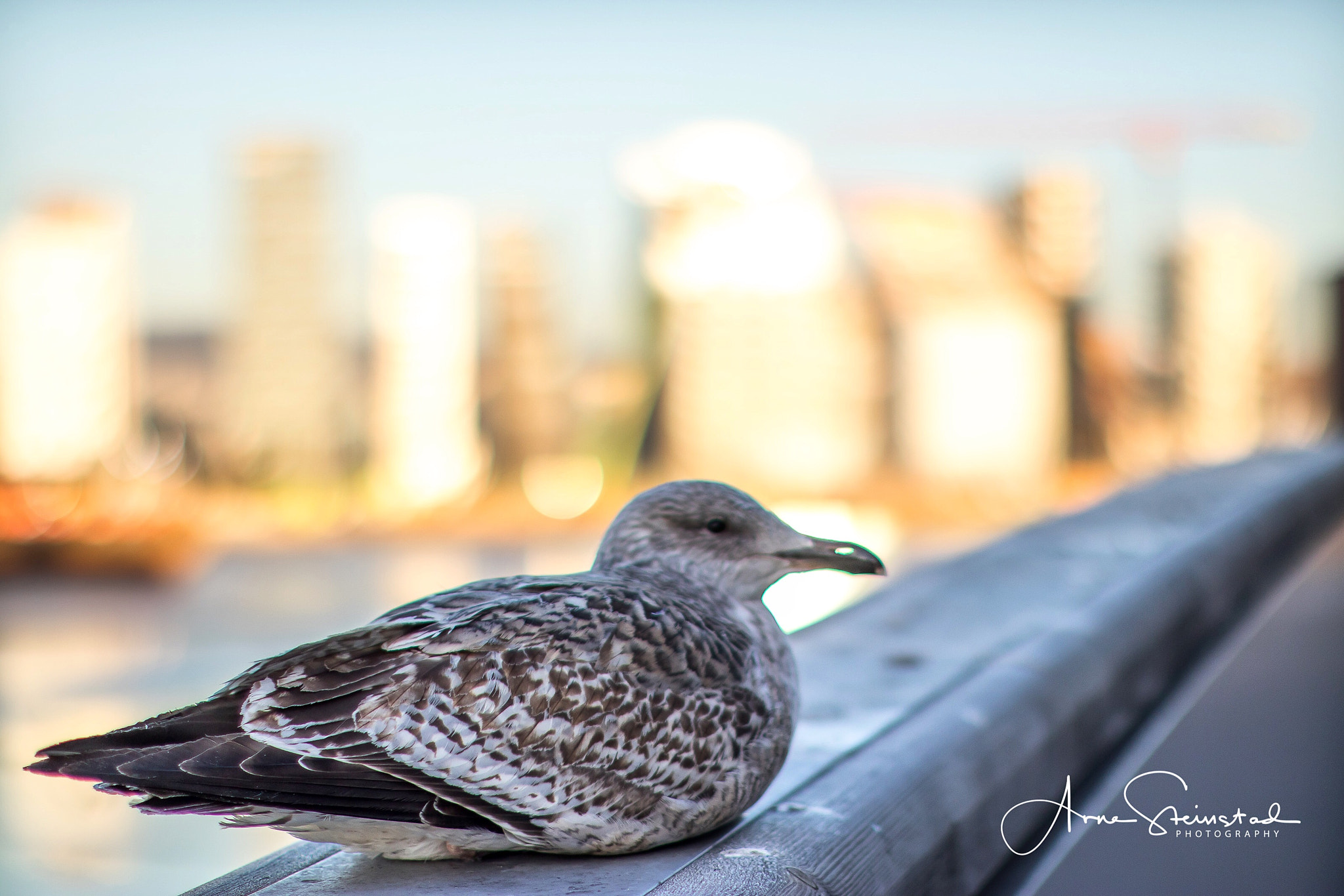 Canon EOS M5 + Canon EF 50mm F1.2L USM sample photo. Bird on the city photography