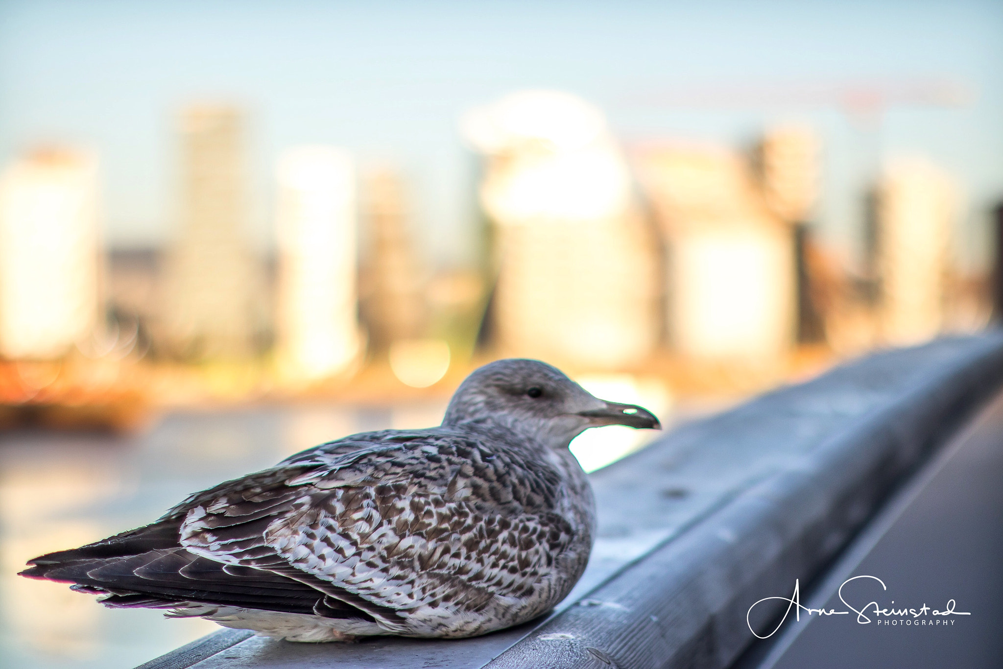 Canon EOS M5 sample photo. Bird on the city photography