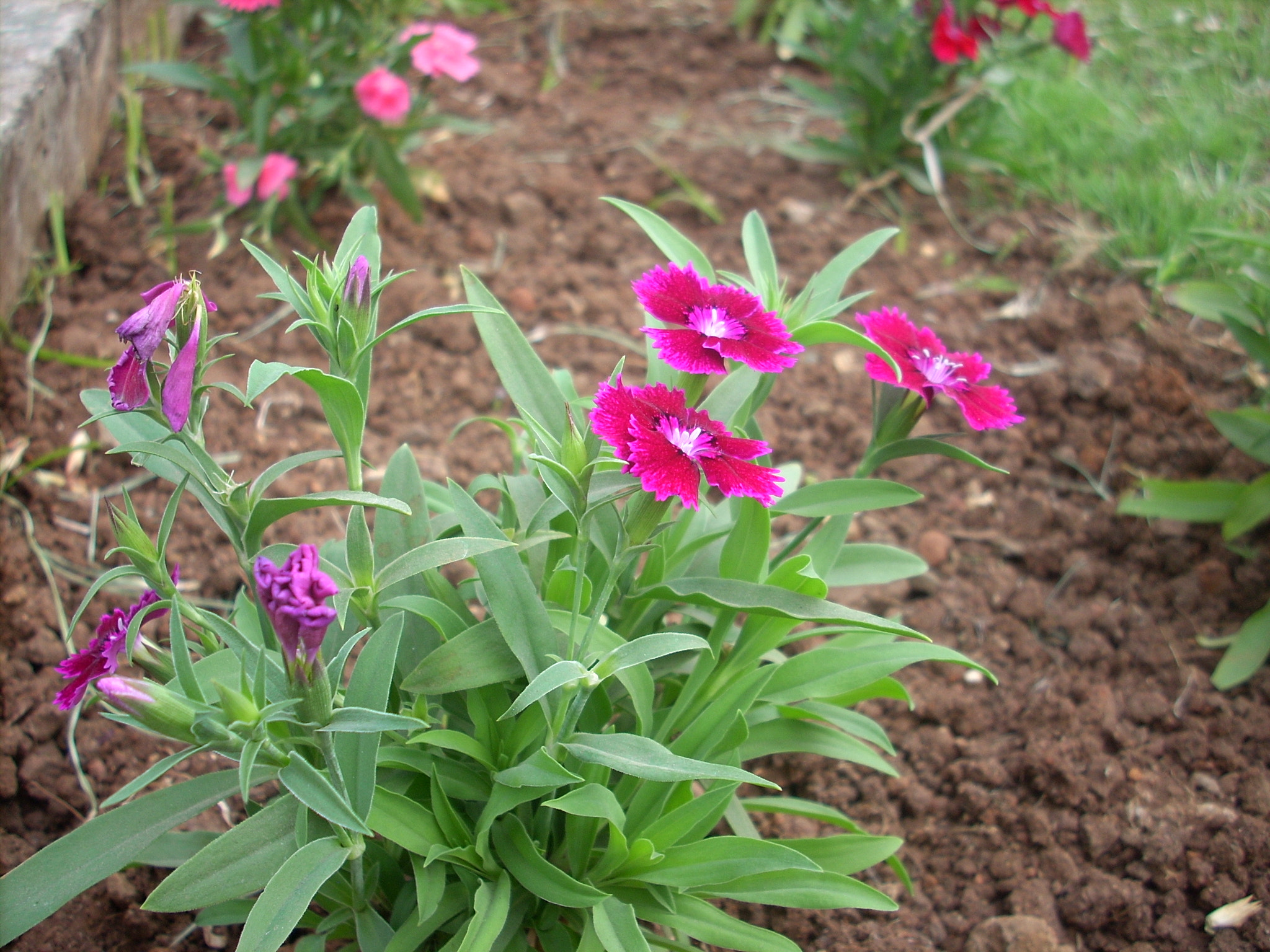 Nikon COOLPIX L10 sample photo