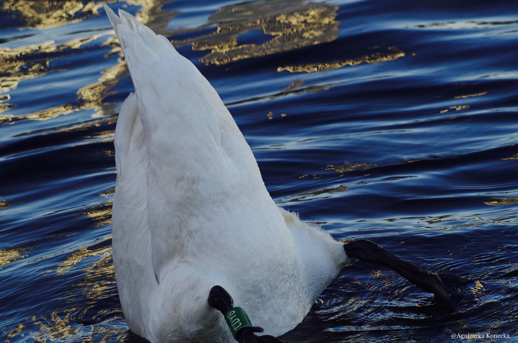 HD Pentax DA 55-300mm F4.0-5.8 ED WR sample photo. Bottom photography